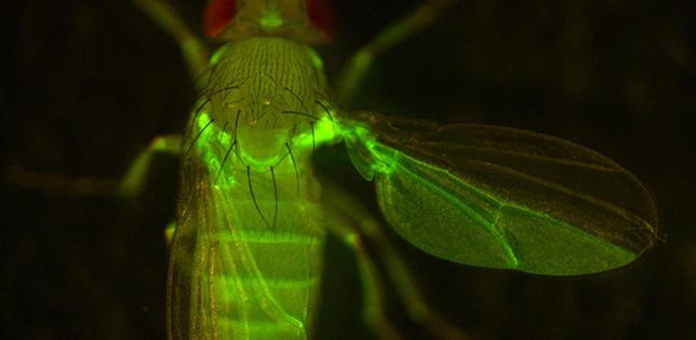 Compartments in adult tissues. Fluorescent protein expression shows posterior compartments in the wing and the abdomen. Please notice that boundaries between compartments are amazingly straight. / Credit: Tohoku University