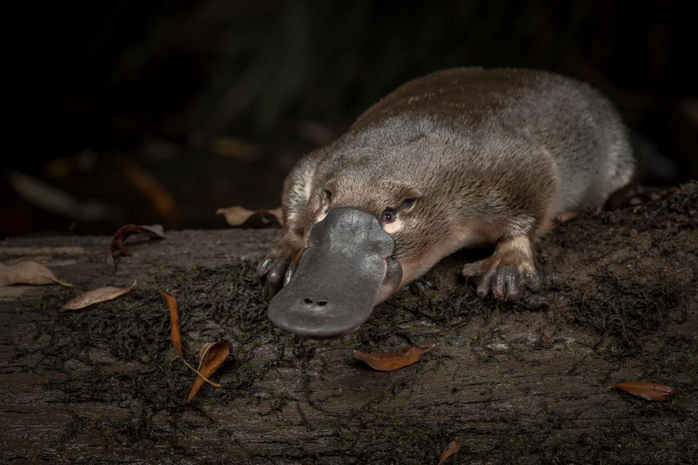 New methods have shown that platypus has ten sex chromosomes. / Credit  © Doug Gimesy