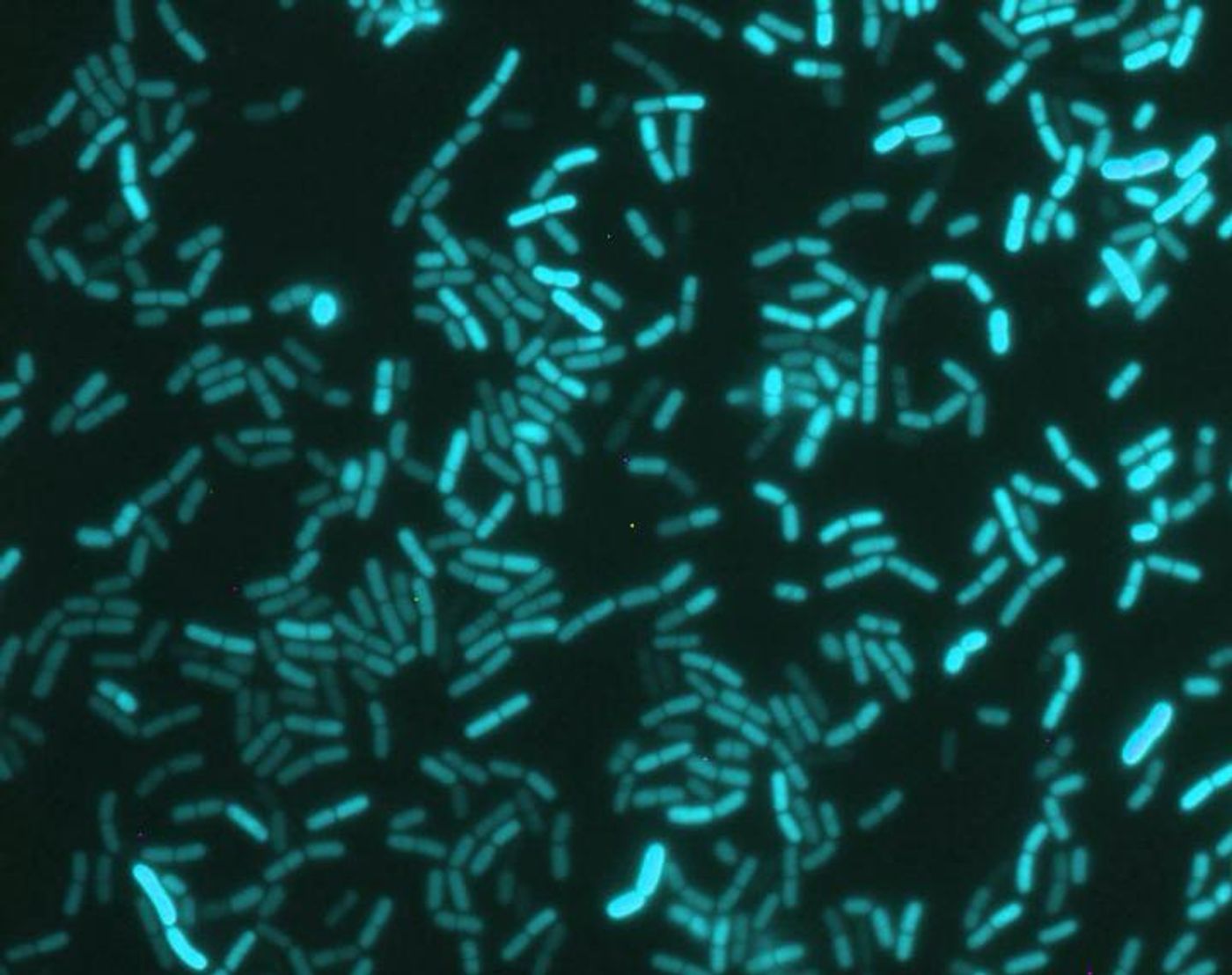 The bacterium Bacillus subtilis / Credit: Professor Ákos Kovács, Technical University of Denmark