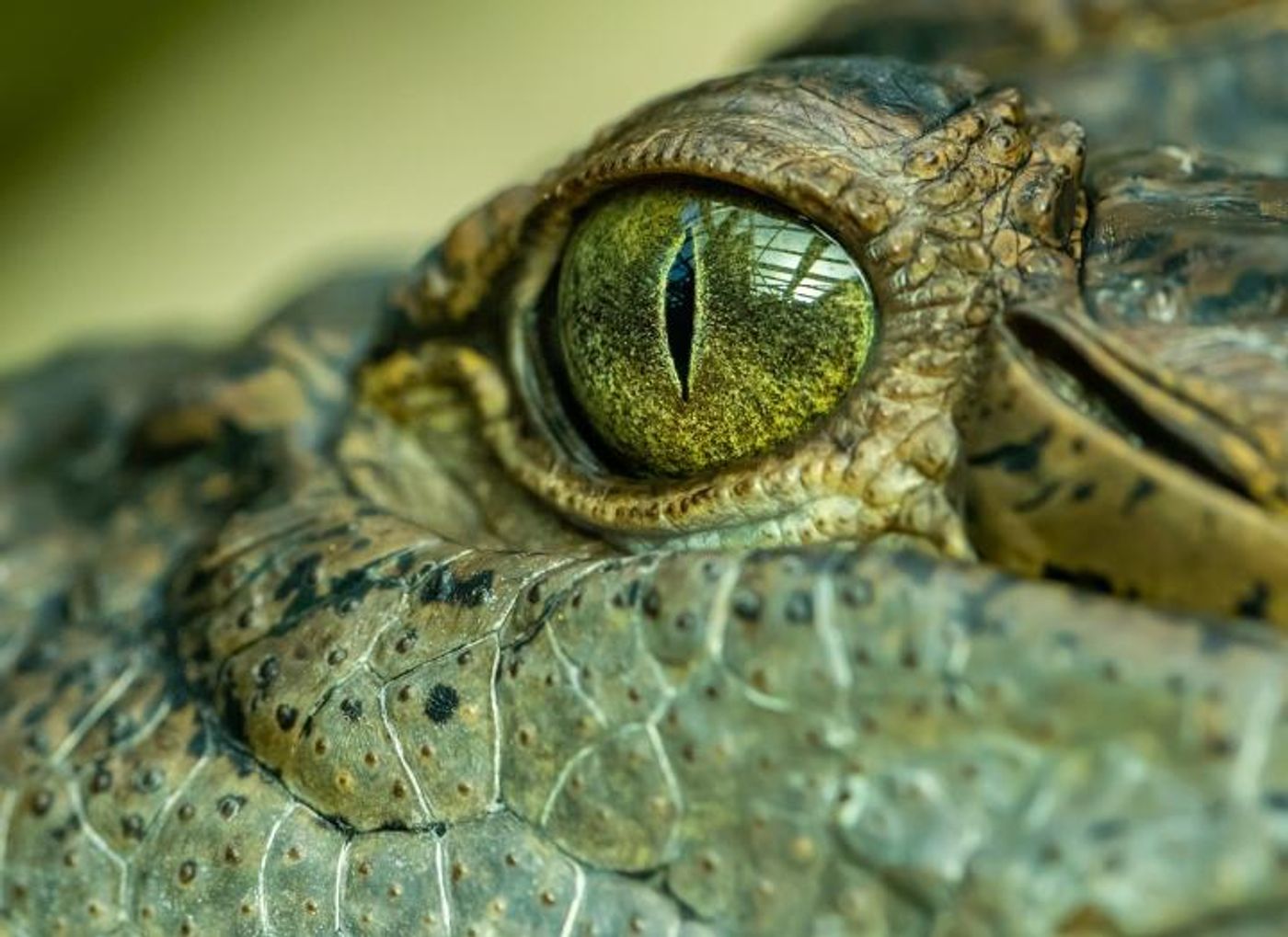 The 'swamp king' was one intimidating croc./ Credit: The University of Queensland