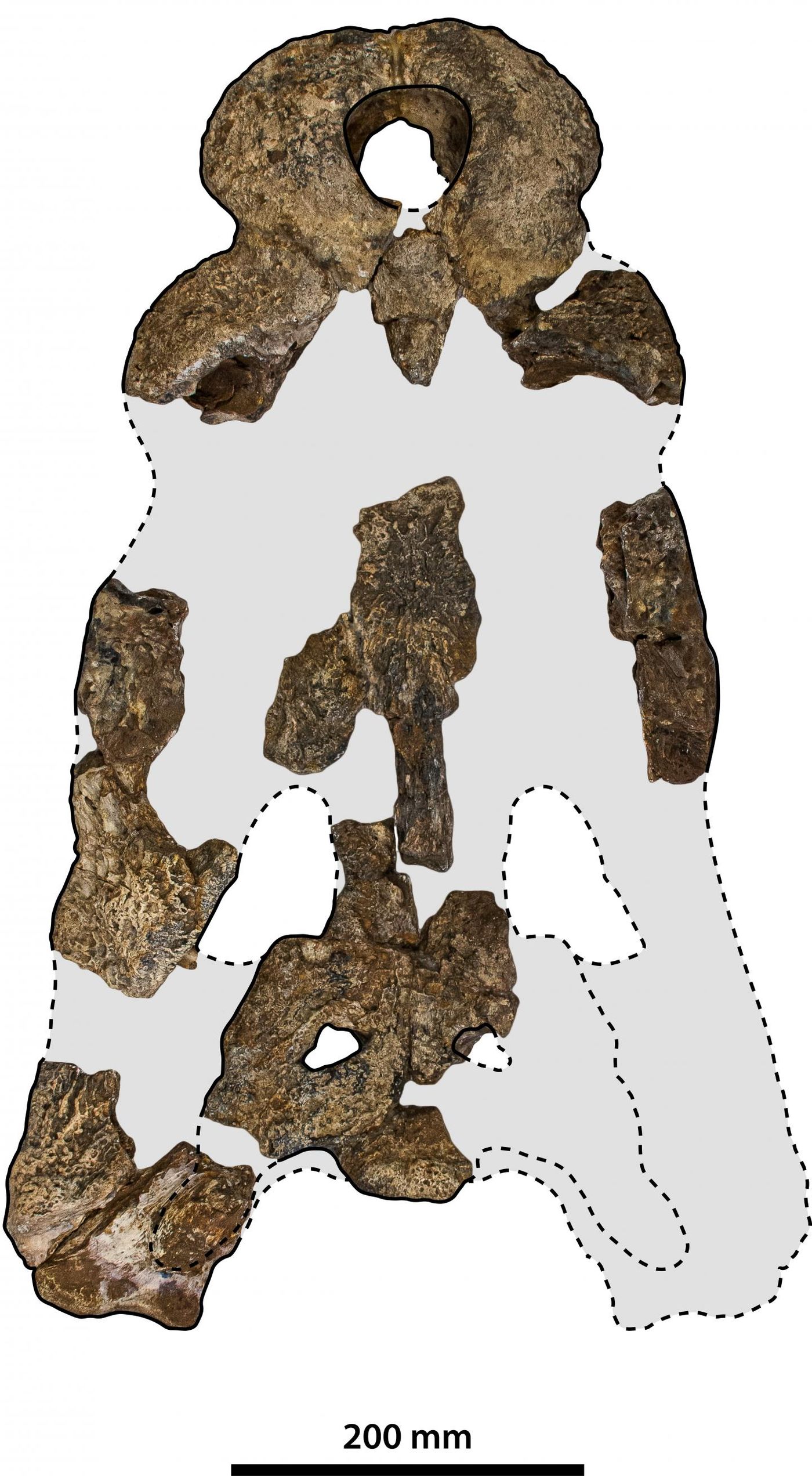 Skull pieces of Paludirex vincenti.  / Credit: © Jorgo Ristevski