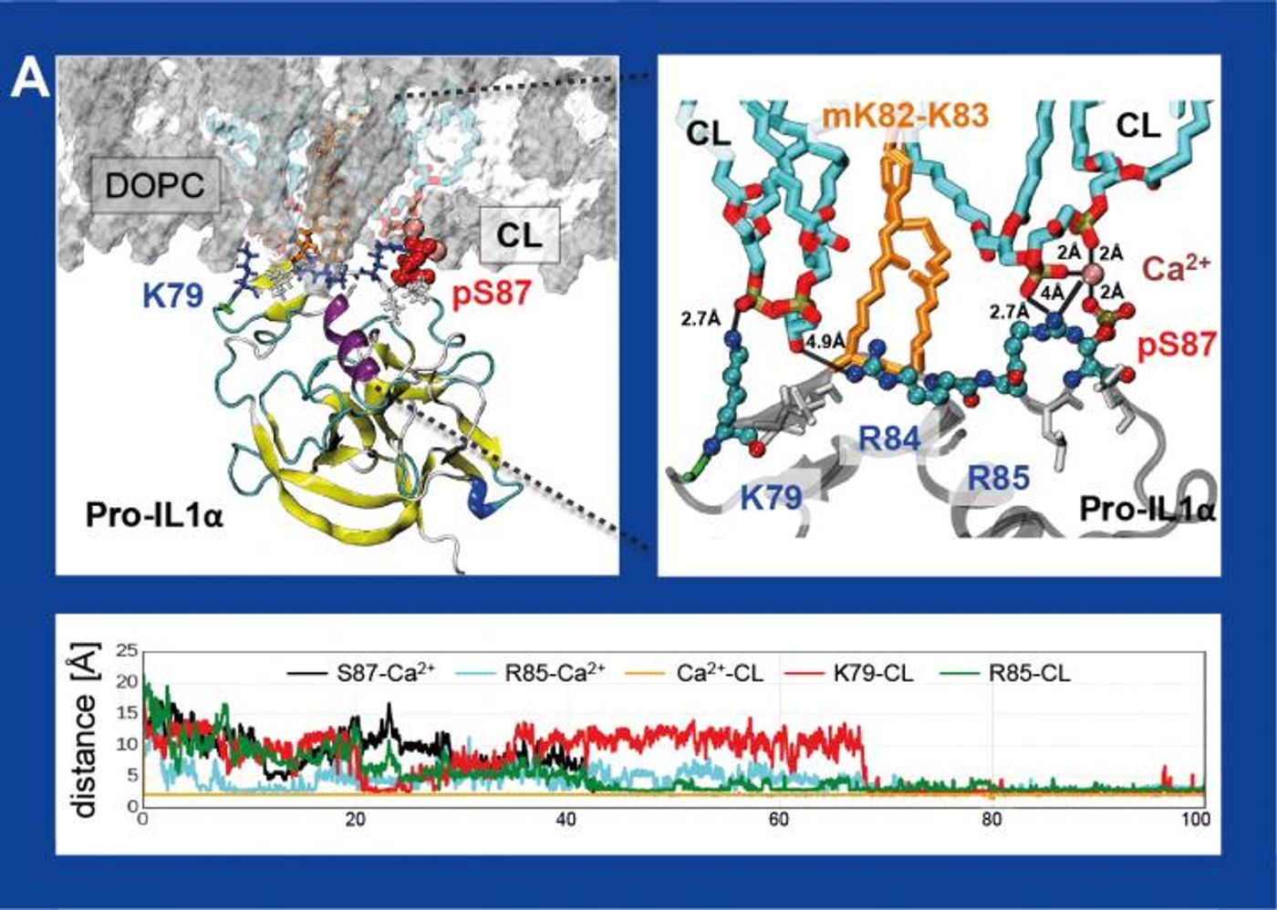 Interaction of signal peptid pro-IL1α (protein fragment) with cardiolipin (CL) in the lipid membrane / Credit: Nicolaus Copernicus University