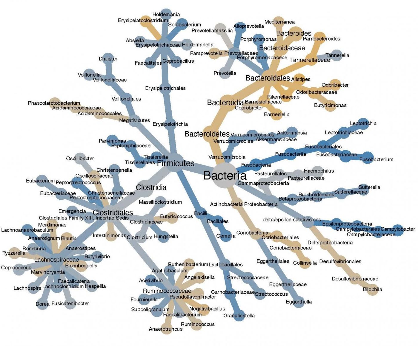 A diagram of bacterial species from one patient that are more likely to be found with tumor samples (blue) or normal tissue samples (yellow). The bacterial family tree is shown with node sizes proportional to the number of times a bacterial group is seen. It confirms that Fusobacterium species are strongly enriched in colorectal cancer and reveals that Campylobacter species are also linked to the disease. / Credit: Anders Dohlman, Duke University