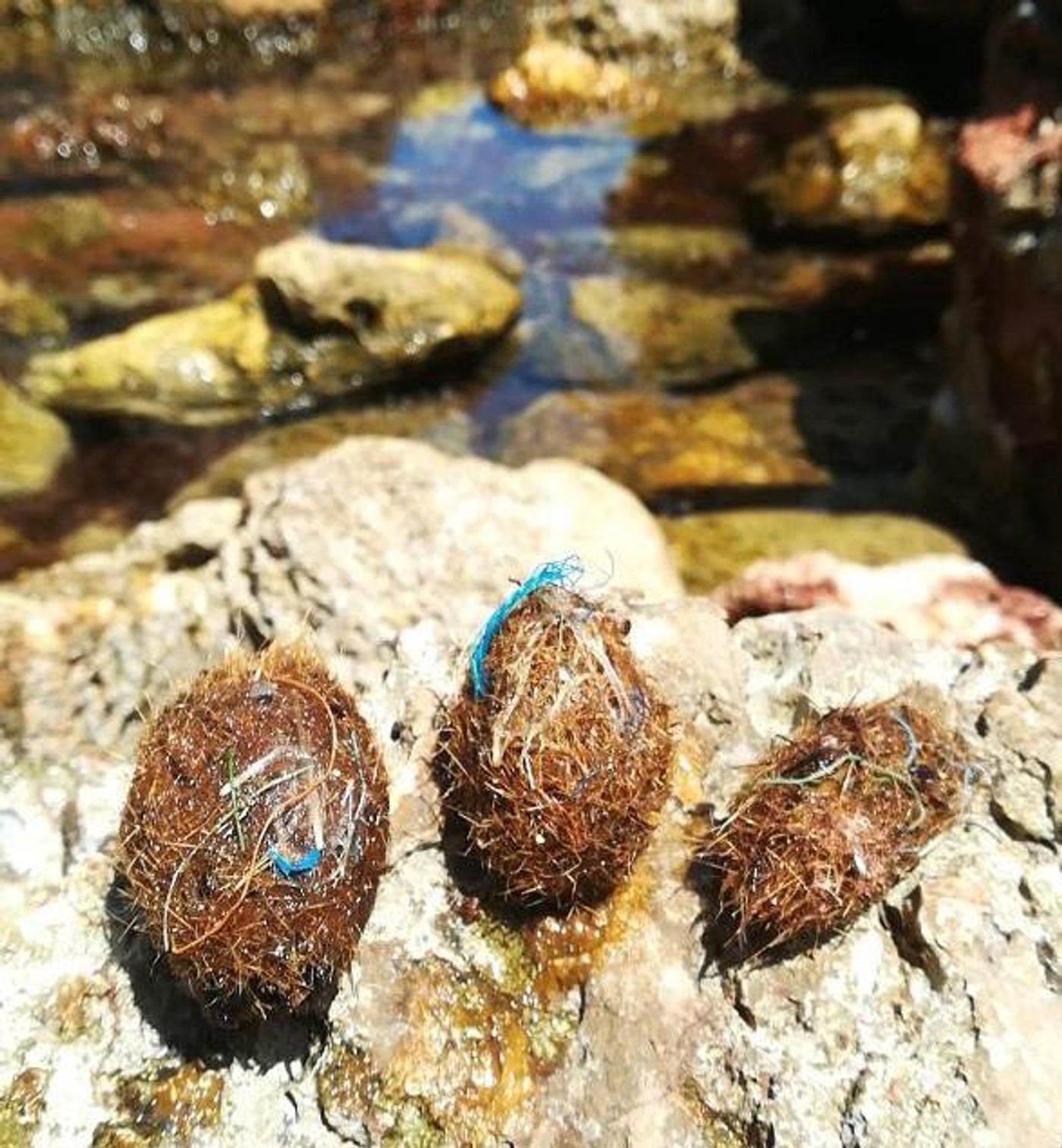 In the grasslands, the plastics are incorporated to agglomerates of natural fiber with a ball shape (aegagropila or Posidonia Neptune balls). Credit: University of Barcelona