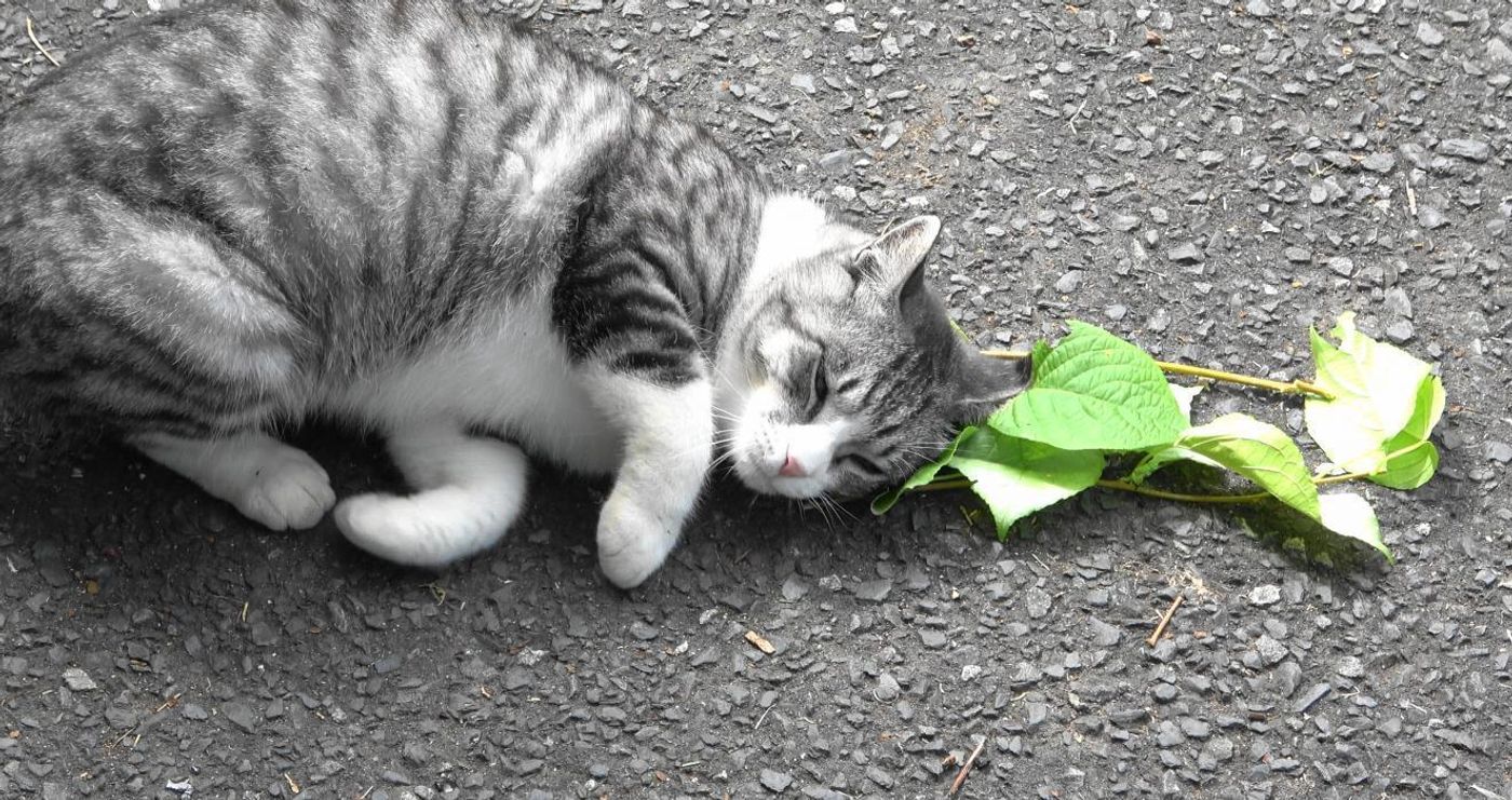 A cat responds to silver vine leaves. Credit  Masao Miyazaki & Reiko Uenoyama
