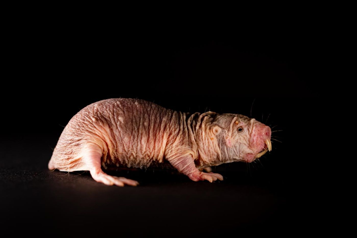 Over millions of years, naked mole-rats have cast away everything underground which uses their energy and isn't necessary to survive. This includes their fur - but also results in surprising abilities. / Credit: Felix Petermann, MDC