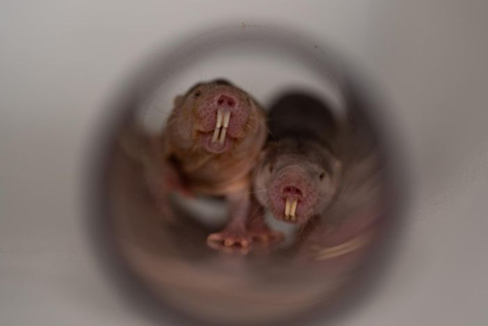 There is a strict hierarchy in the colonies of naked mole-rats, which are eusocial animals. The hierarchy affects how they overtake each other in their tunnels. And they chirp constantly. / Credit: Colin Lewin