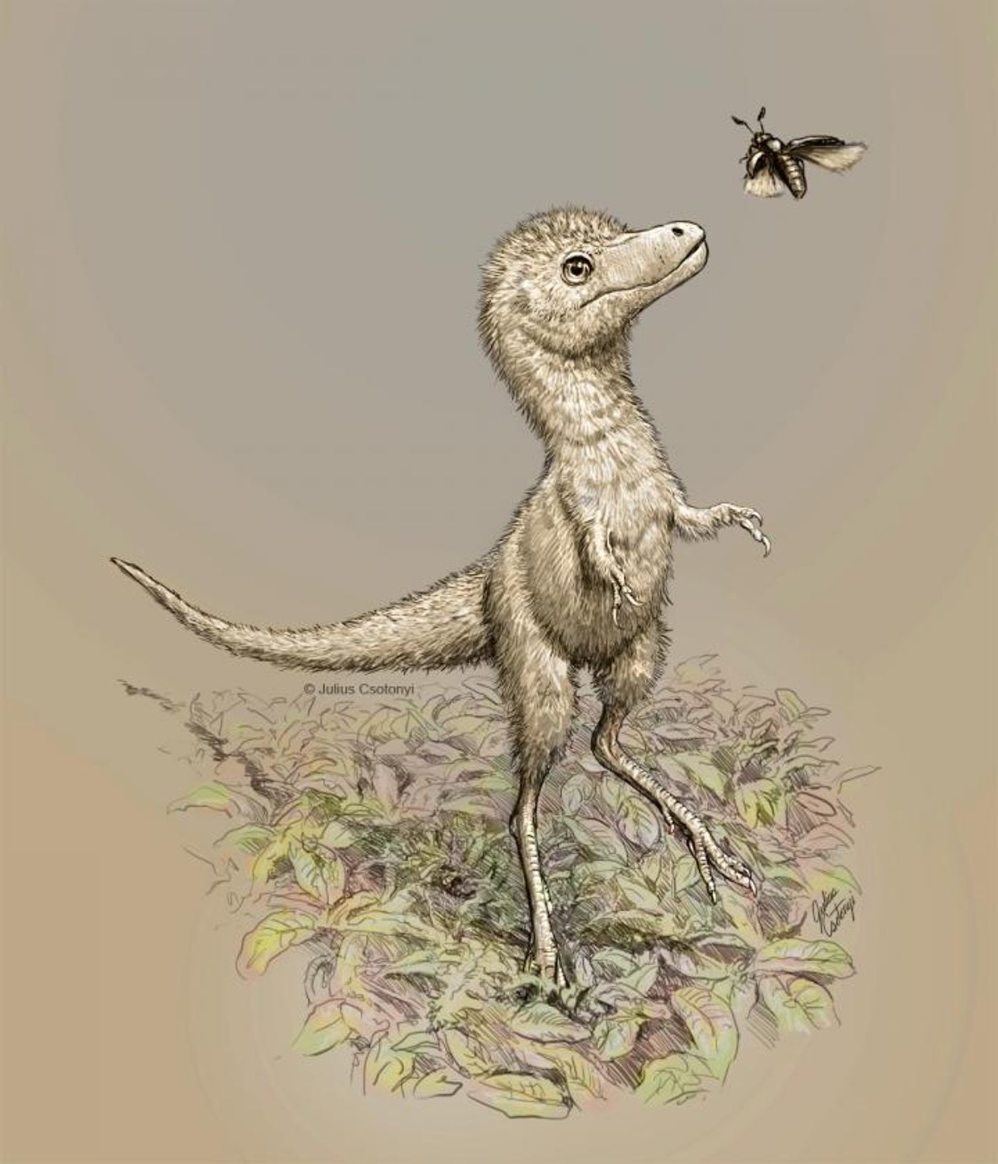 Artist's impression of a juvenile tyrannosaur / Credit: Julius Csotonyi