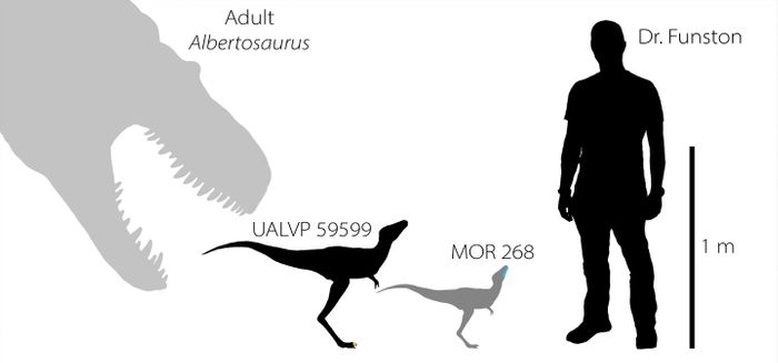 Silhouette imaging showing baby tyrannosaurs to scale / Credit: Greg Funston