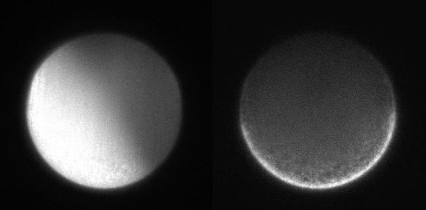 Left: Propagation of calcium ion waves in fertilized Ciona egg. Right: Autofluorescence image of the same egg to show the cytoplasmic movement. Screen shot from movie 1, Ishii and Tani, Mol. Biol. Cell, 2021 / Credit: Hiro Ishii and Tomomi Tani