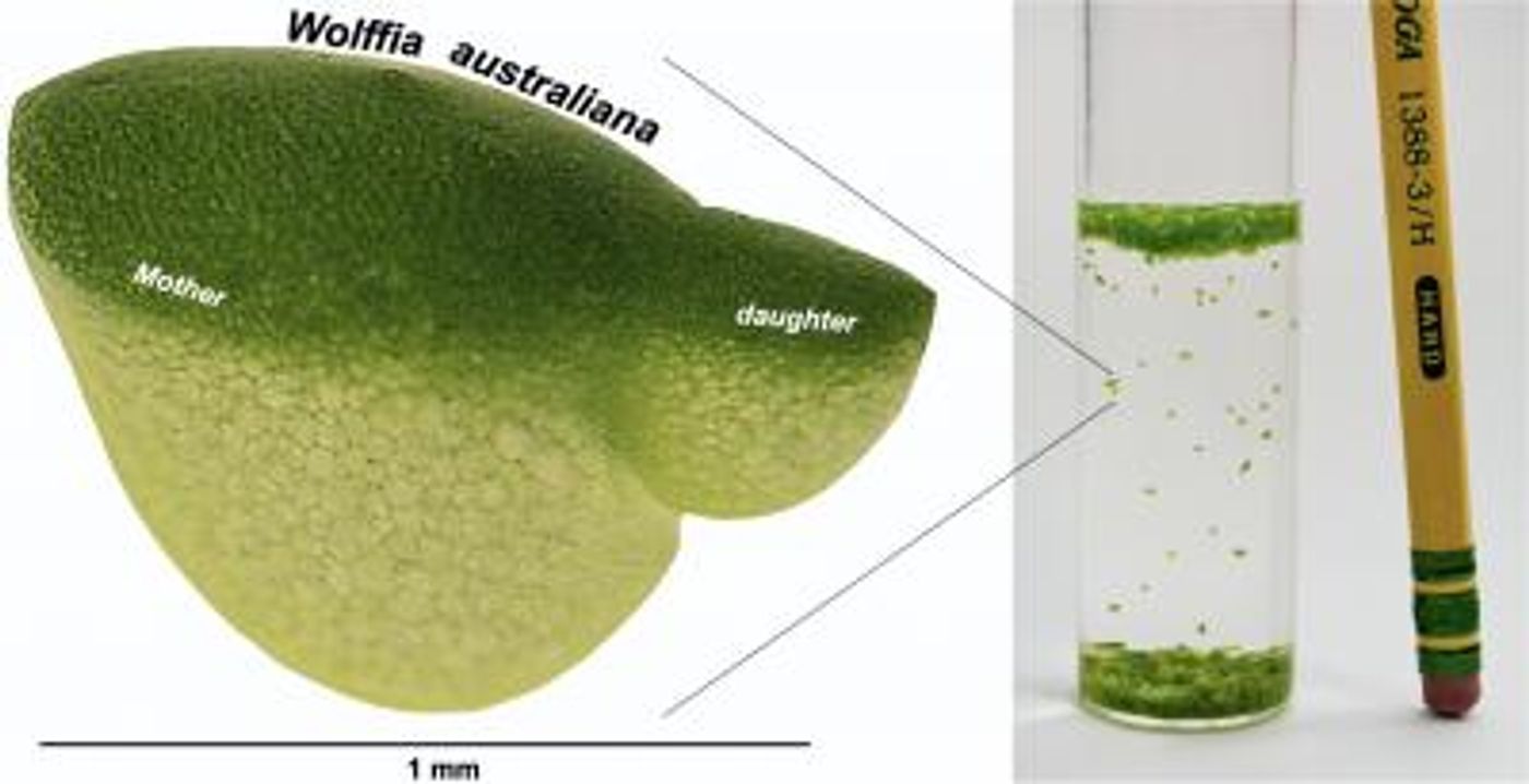 The tiny aquatic plant Wolffia, also known as duckweed, is the fastest-growing plant known. / Credit  Sowjanya Sree/Philomena Chu