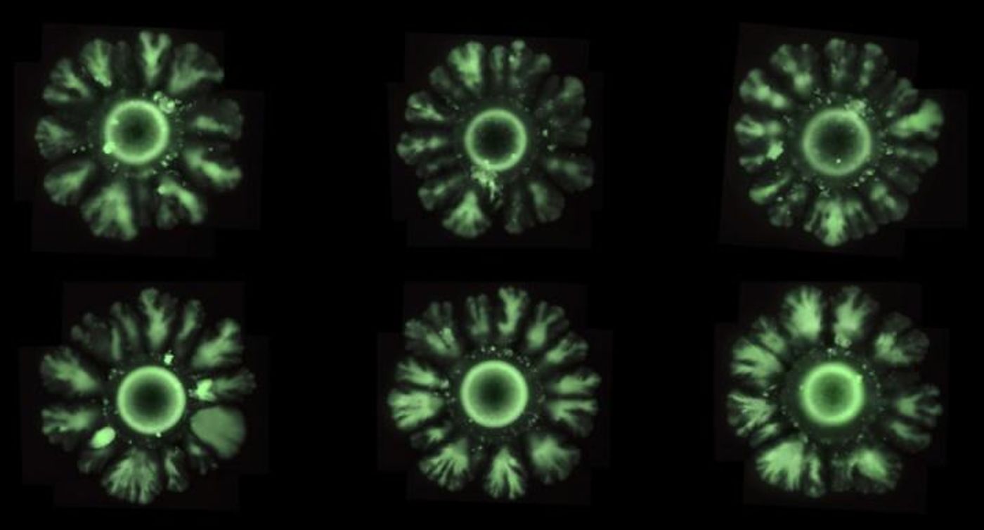 Petri dish with the bacteria E. coli forming patterns induced by the new synthetic system. / Credit: Ricard Solé.