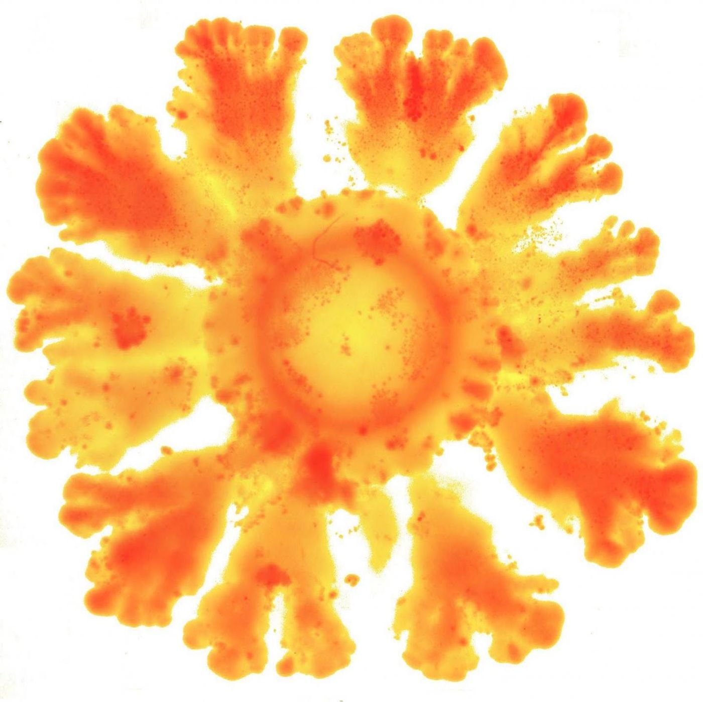 Bacteria E. coli forming patterns induced by the new synthetic system. / Credit: Jordi Pla /ACS.