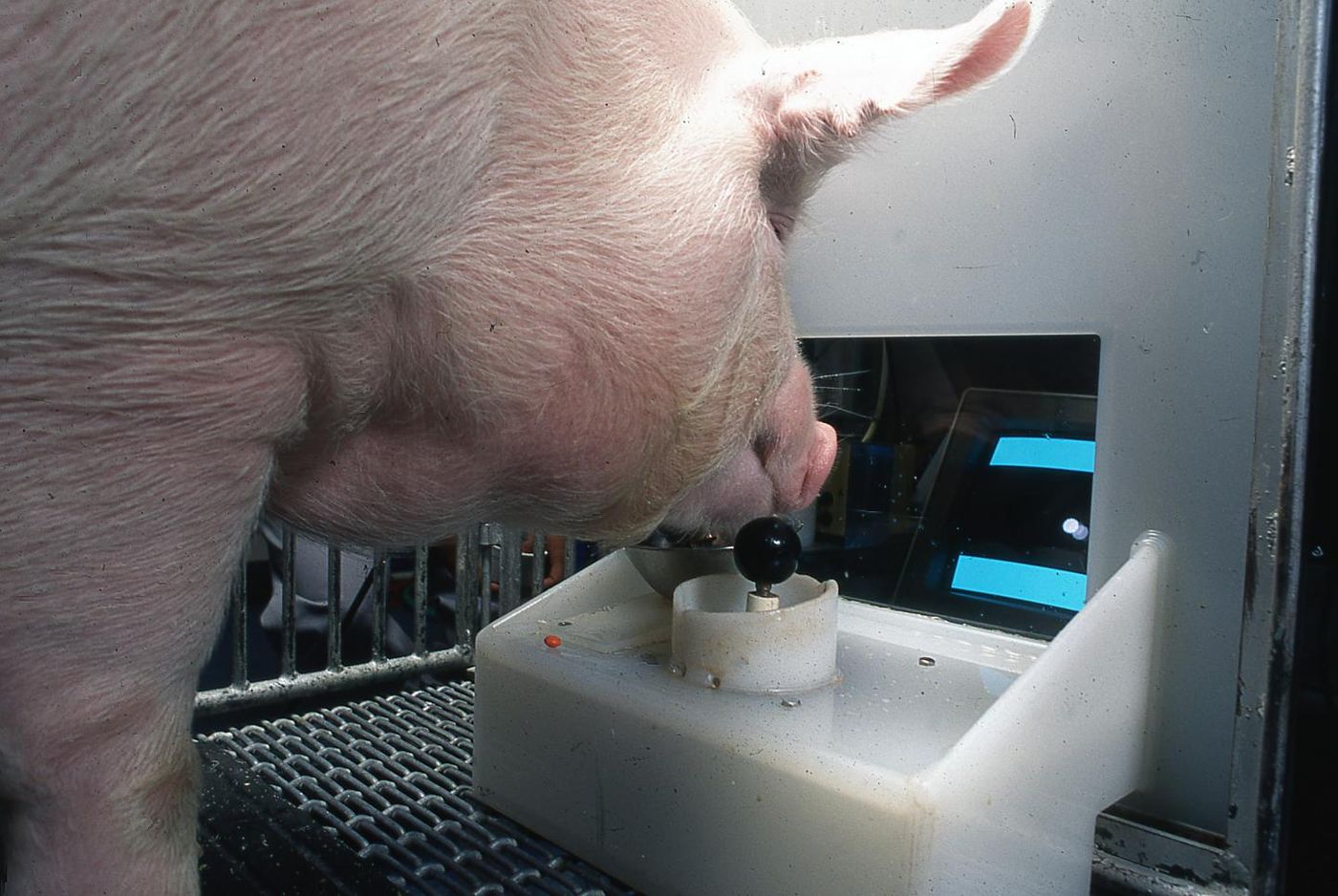 Yorkshire pig operating the joystick Credit  Eston Martz / Pennsylvania State University
