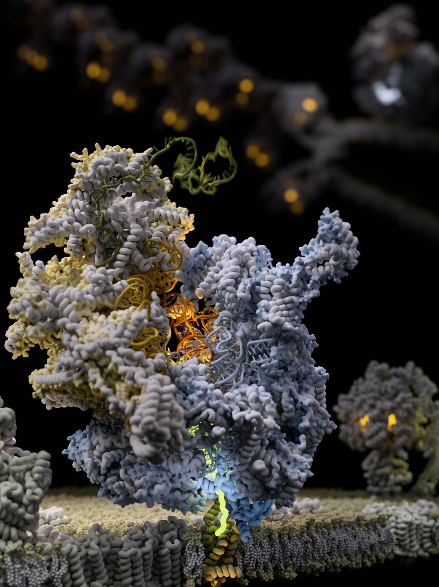 The mitoribosome is attached to its membrane adaptor as it synthesises a bioenergetic protein (glow yellow). / Credit: Dan W. Nowakowski and Alexey Amunts
