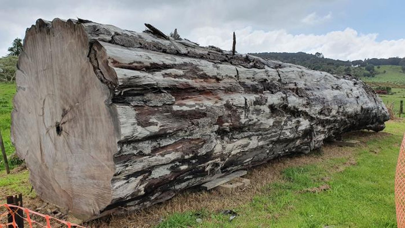 Using an ancient kauri tree log from Ngāwhā, New Zealand, scientists have dated the timing and environmental impacts of the last magnetic pole switch. / Credit: Nelson Parker (www.nelsonskaihukauri.co.nz)