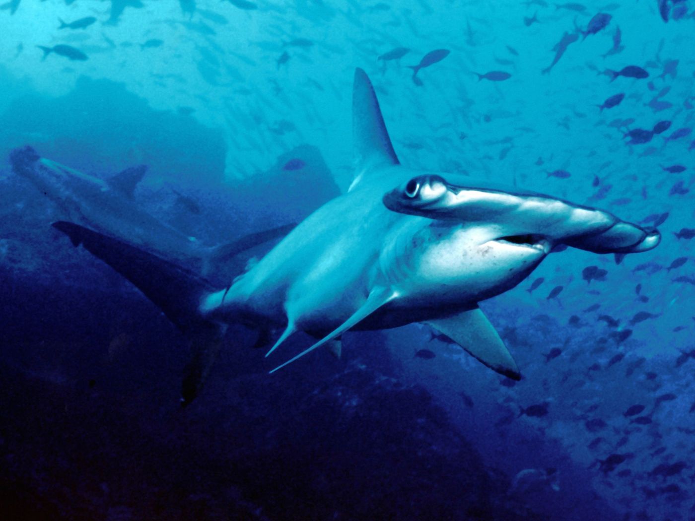 A scalloped hammerhead shark.