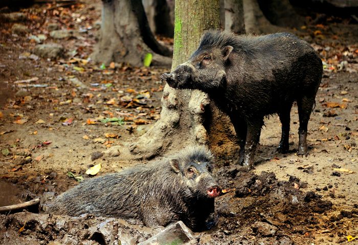 A pair of Visayan warty pigs.