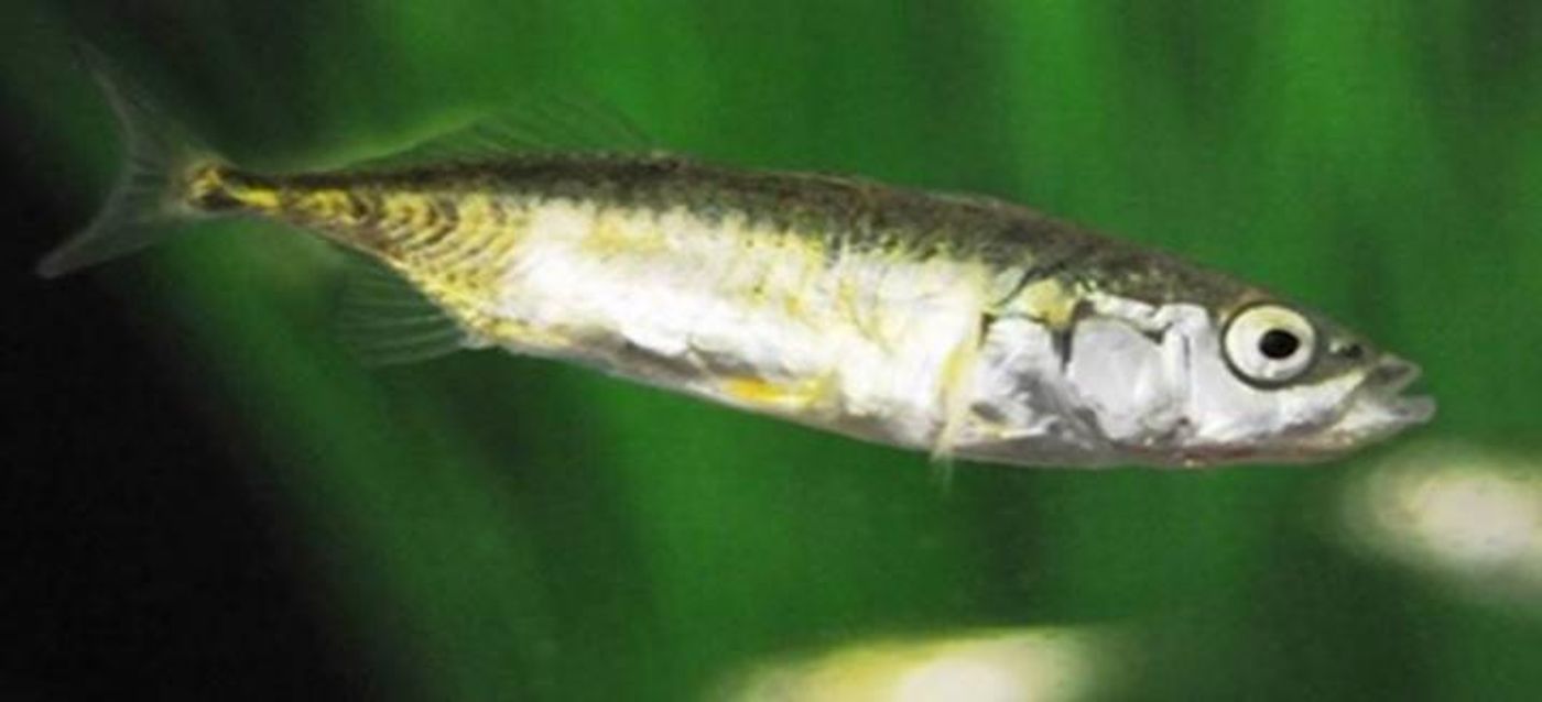 A three-spined stickleback (Gasterosteus aculeatus) / Credit: Dr Andrew King, Swansea University