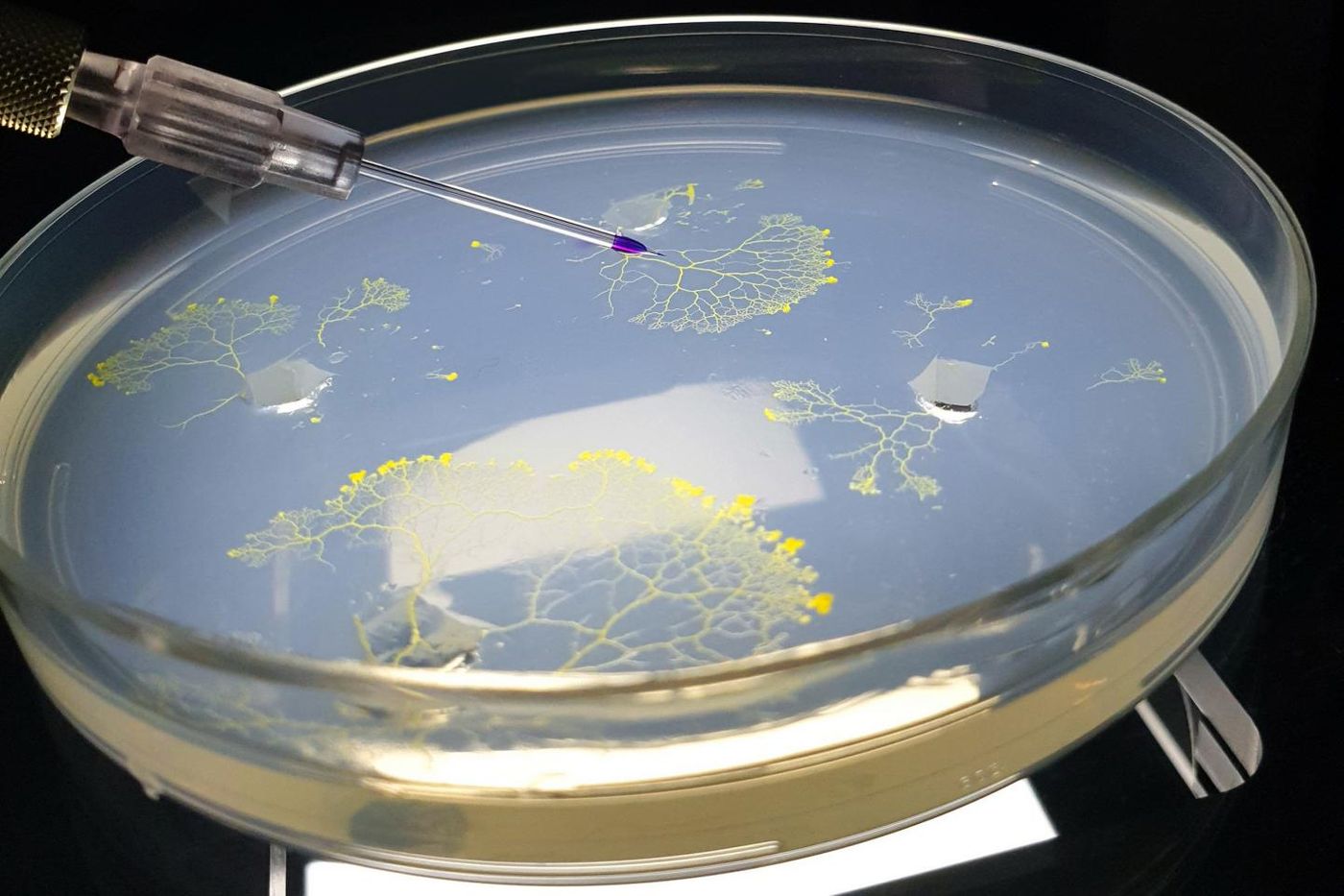 The slime mold Physarum polycephalum consists of a single biological cell. Microinjection allows to mark the flow in Physarum in color. / Credit  Bjoern Kscheschinski / MPIDS