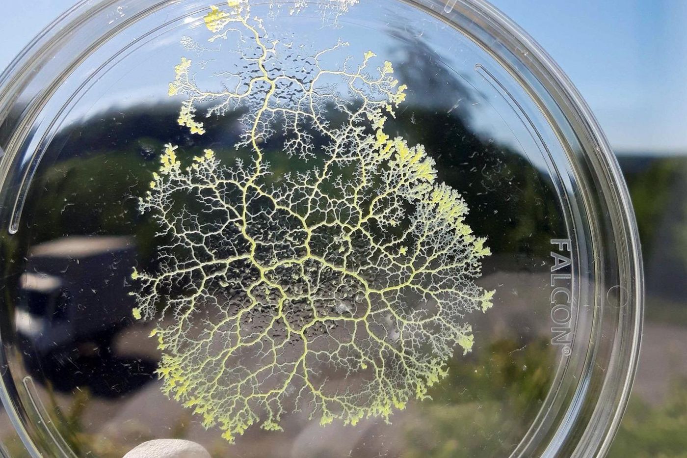 The slime mold Physarum polycephalum consists of a single biological cell. It can alter its tubular network to a changing environment, and has been called "intelligent," / Credit: Nico Schramma / MPI-DS