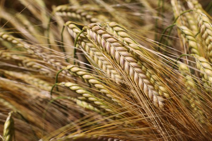 Close up of barley. / Credit: Oregon State University