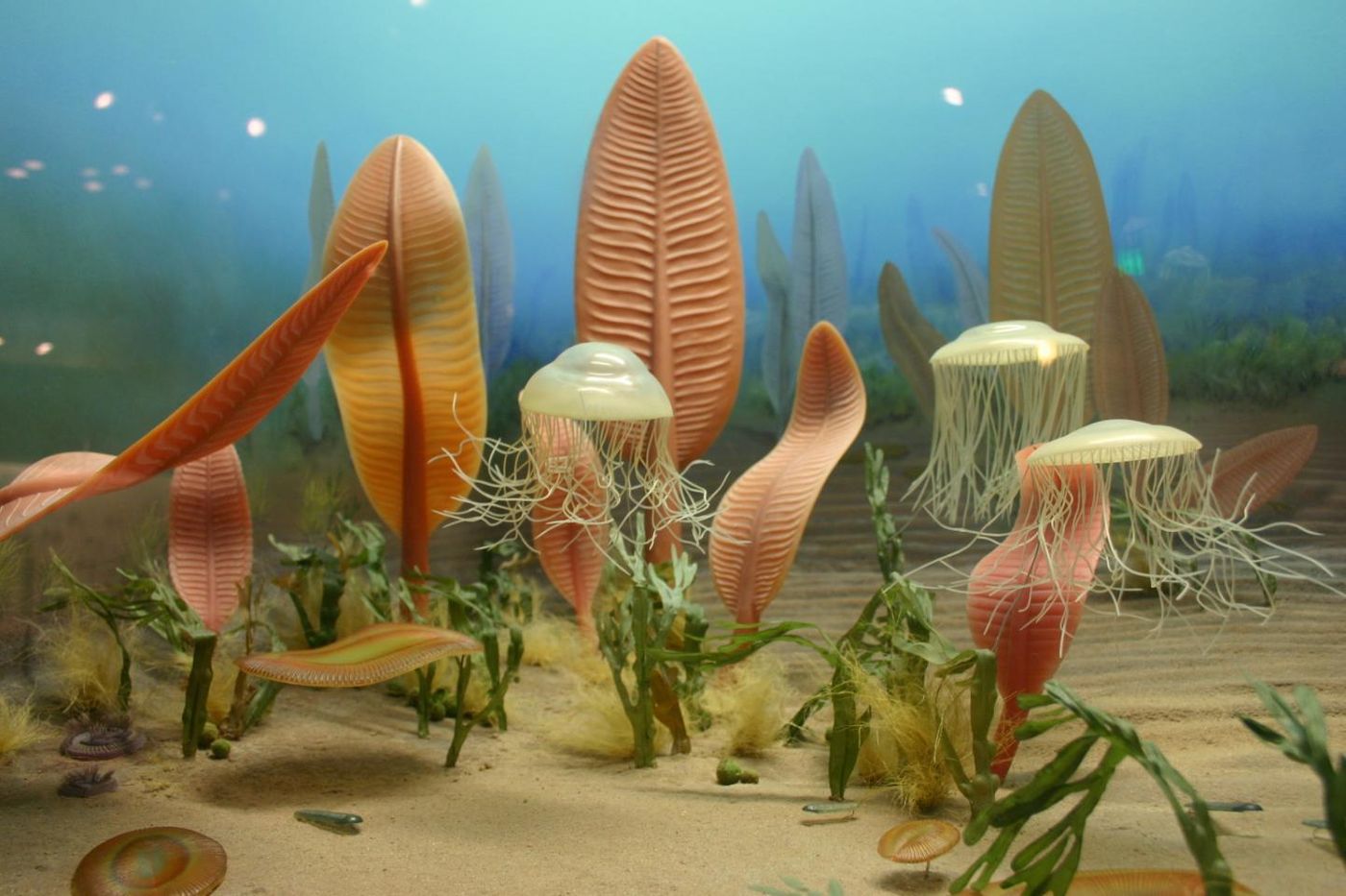 Recreation of Ediacaran sealife displayed at the Smithsonian Institution. / Credit: Ryan Somma