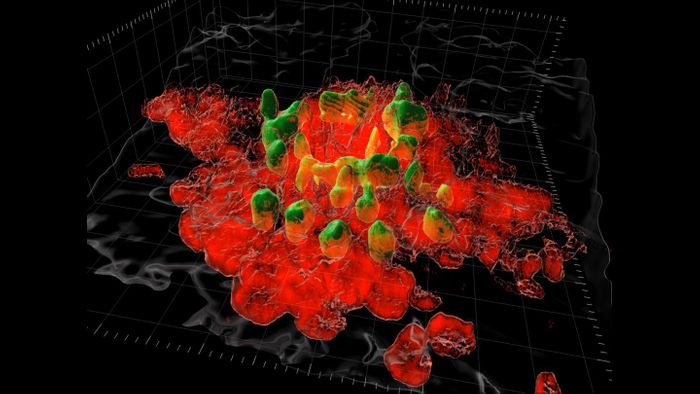 This is the view through a multi-photon microscope as macrophages (red) congregate at an injury site (green). / Credit  Supplied by Kubes' Lab, Snyder Institute for Chronic Disease, Cumming School of Medicine, University of Calgary