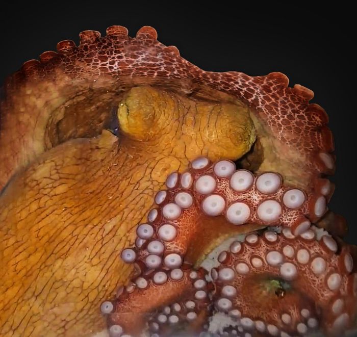 This image shows an octopus in active sleep. / Credit: Sylvia L. S. Madeiros