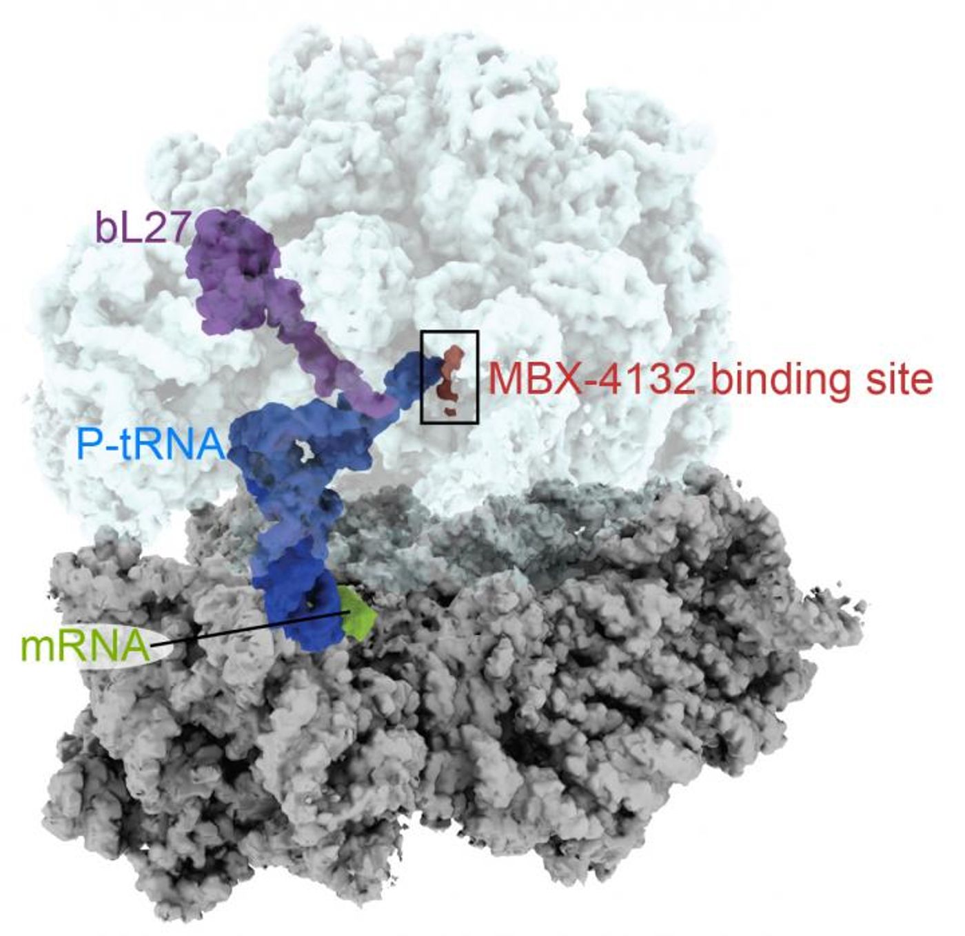 MBX-4132, binds to the bacterial ribosome and, in so doing, displaces a region of a protein (bL27, purple) that is critical to the trans-translation pathway in bacteria. / Credit: Dunham Lab, Emory University