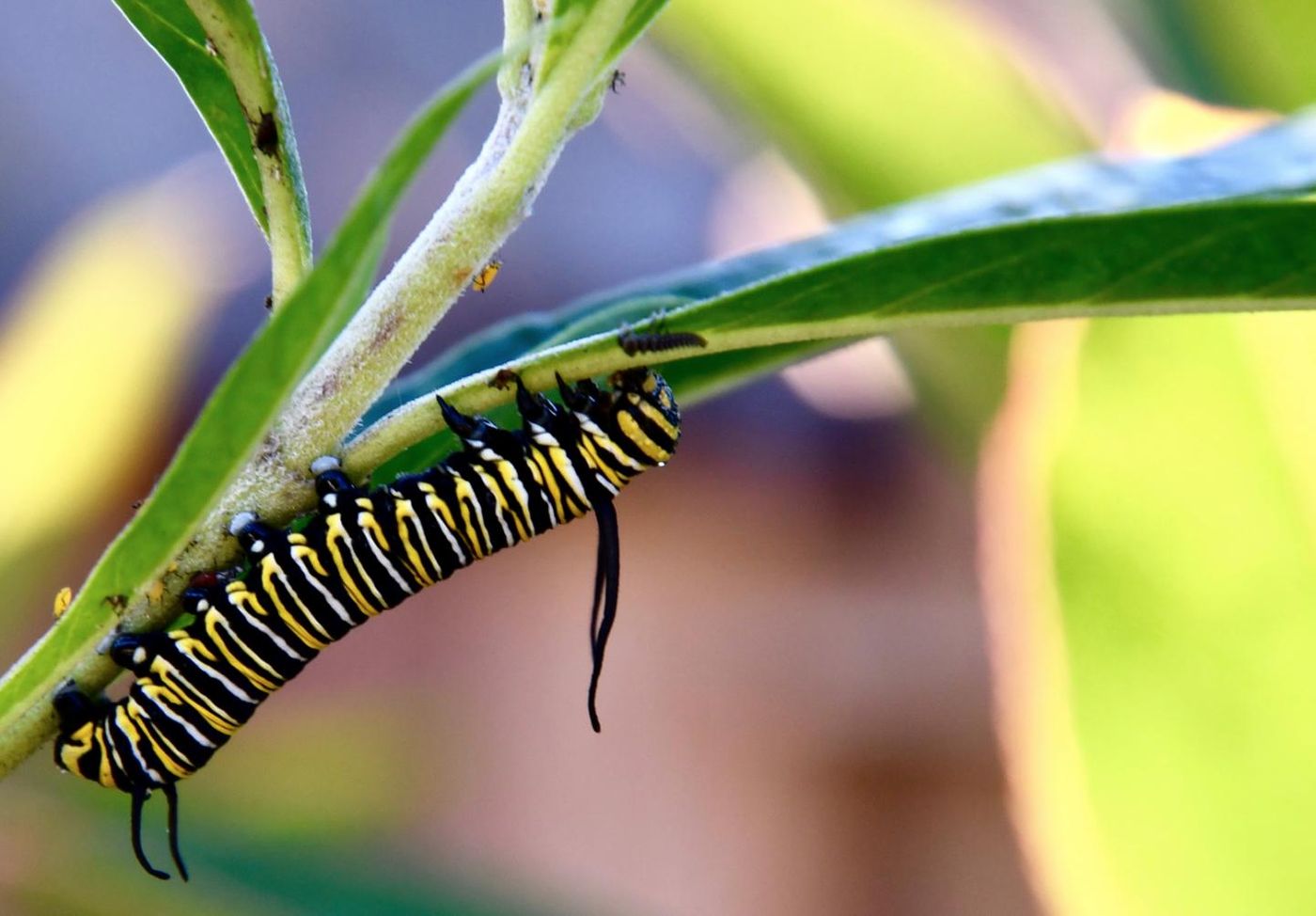 A monarch butterfly caterpillar, which doesn't tolerate freezing weather, and typically overwinters in Mexico. They overwinter in California now, thanks to milder winter temperatures. / Credit: Noah Whiteman, UC Berkeley