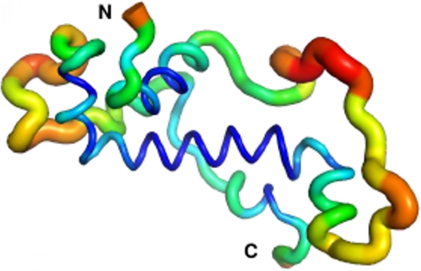 Regions of the protein's flexibility: not very flexible (blue), moderately flexible (green/yellow) and highly flexible (red). However, both the central alpha helix and the N-terminus (start of the protein) display stable folding in comparison with the rest of the protein / Credit: Adam Damry