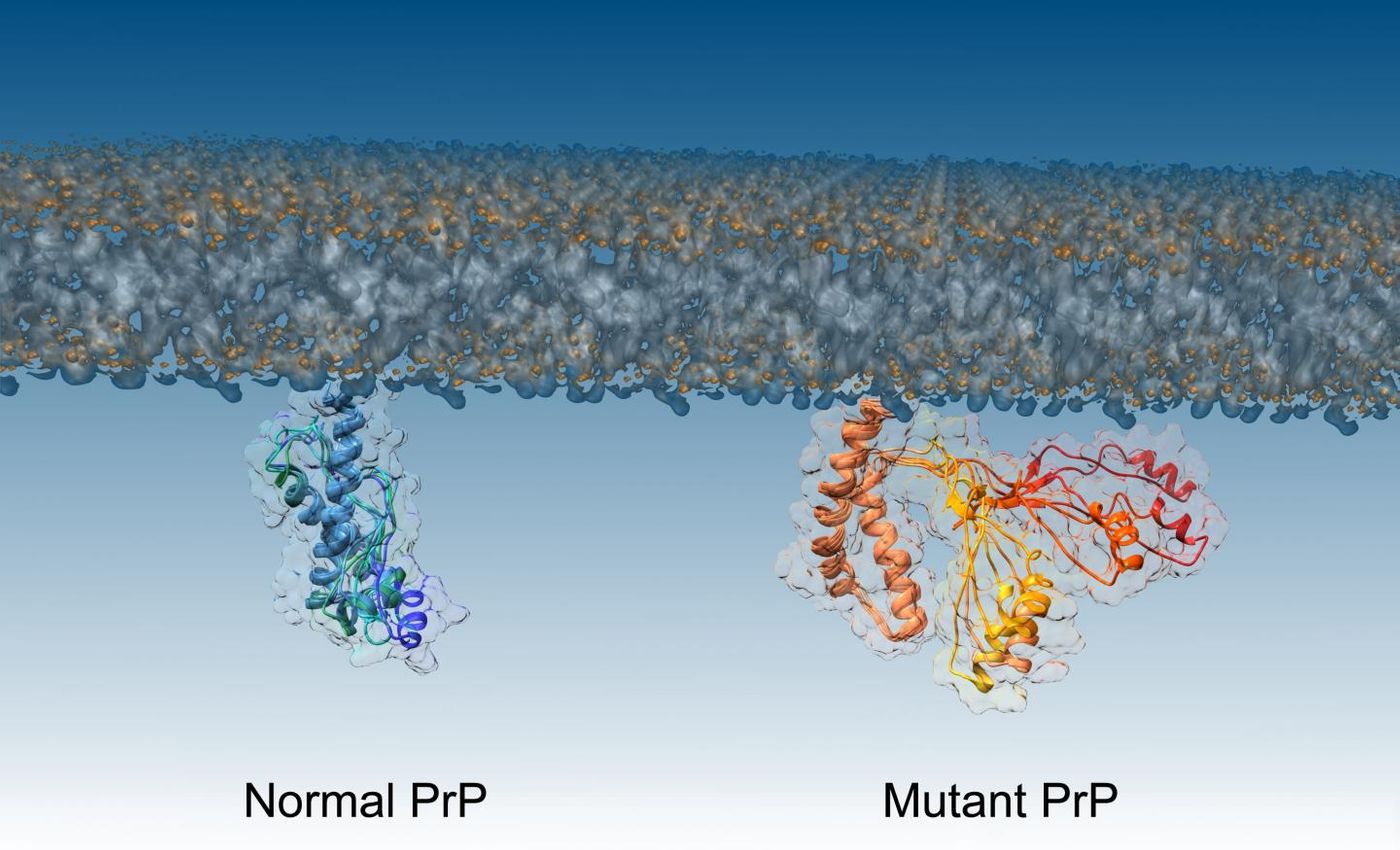 The structure of normal and mutant PrP proteins / Credit: Imperial College London