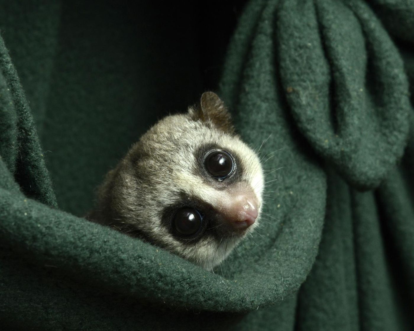  Credit: Photo by David Haring, Duke Lemur Center