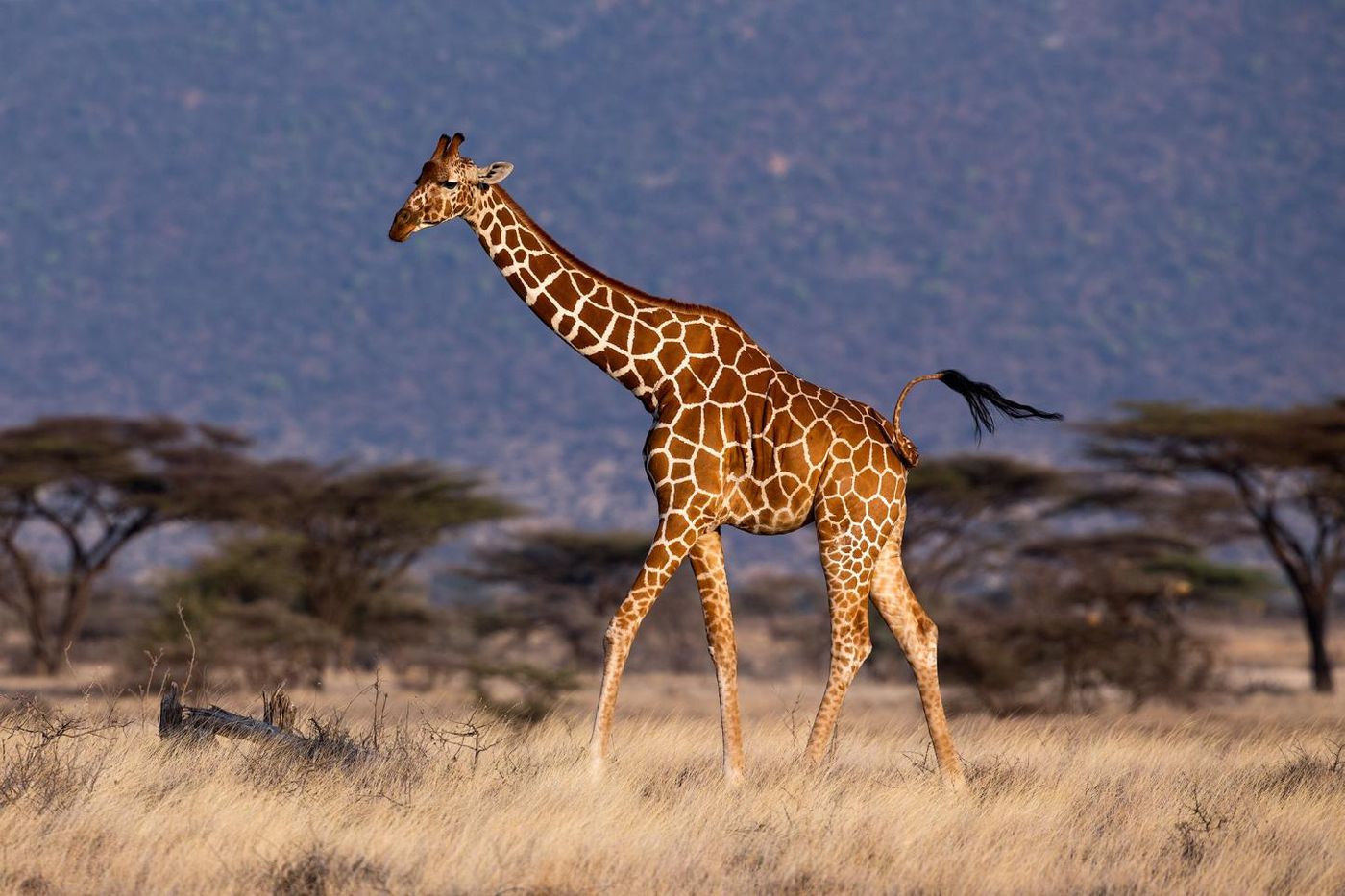 Giraffes are in general very alert and exploit their height advantage to scan the horizon using their excellent eyesight / Credit: Mogens Trolle