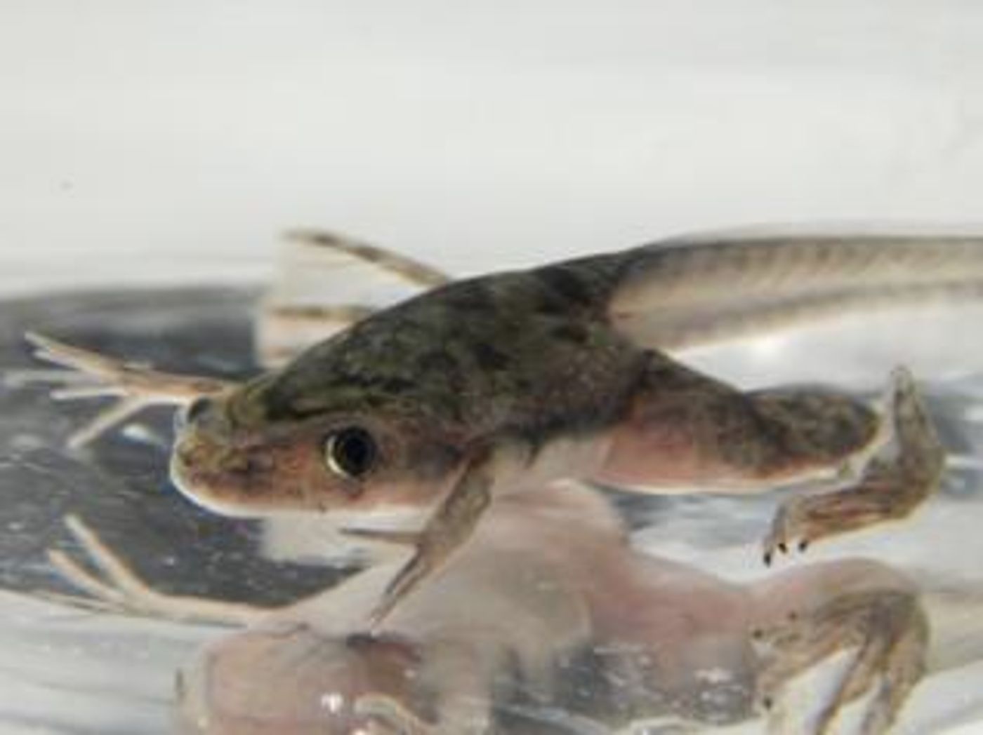 Xenopus froglet finishing metamorphosis. / Credit: Gretel Nicholson, EXRC