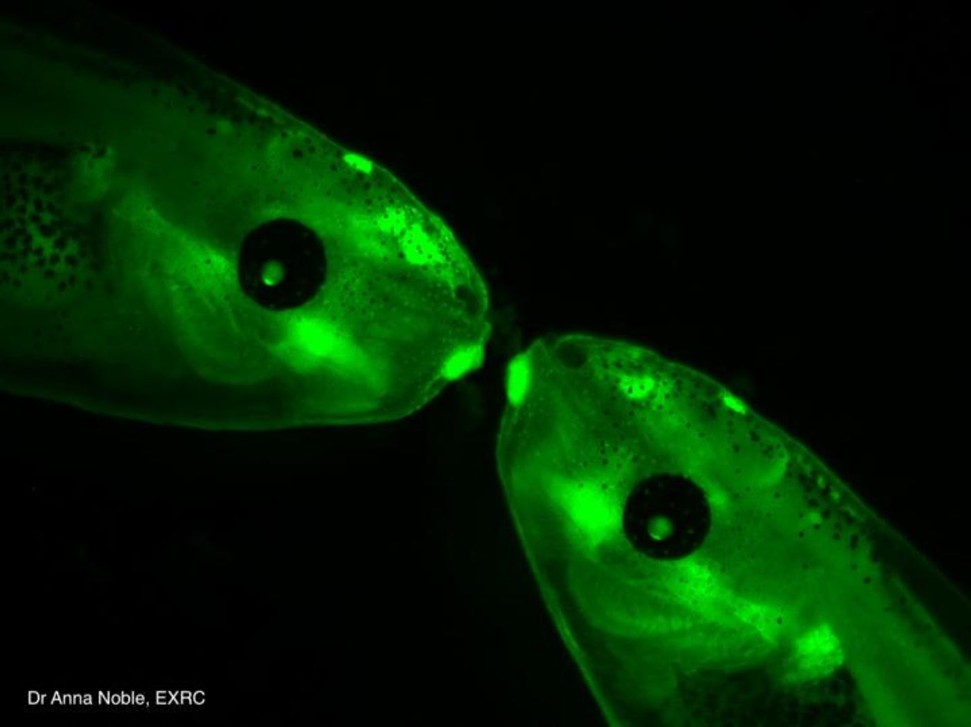Transgenic Xenopus tadpoles. / Credit: Dr. Anna Noble, EXRC