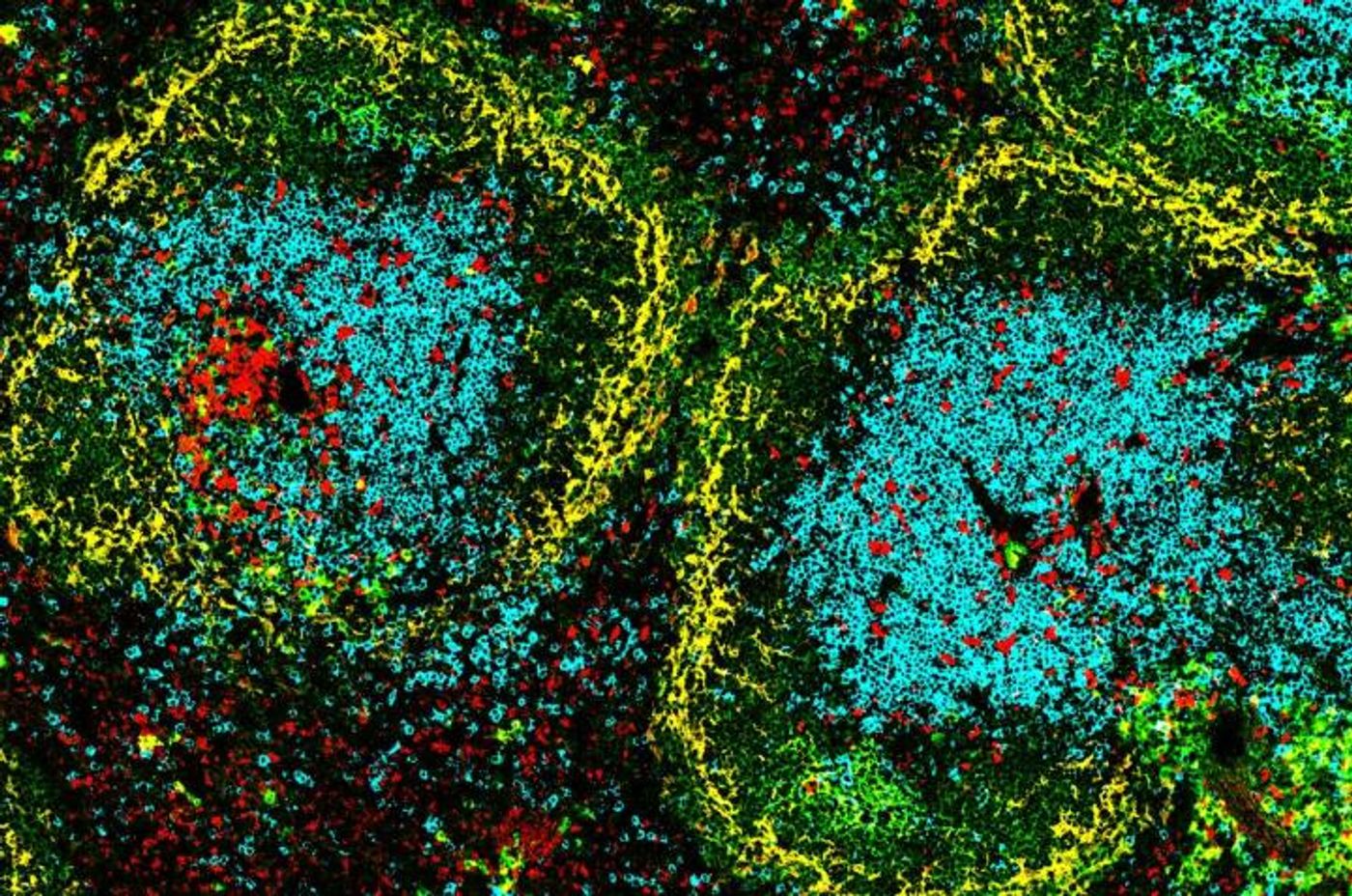 DC-SCRIPT positive cells (red) activating an immune response (blue T cells). / Credit: Shengbo Zhang and Wang Cao, WEHI