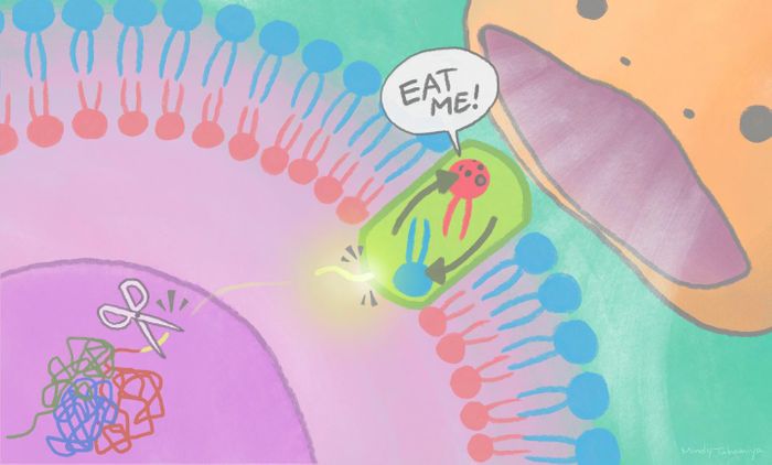The XRCC4 protein is cut, and pieces of it move from the nucleus to the cell membrane, activating scramblases, which turns on an 'eat me' signal that phagocytes recognize. / Credit: Mindy Takamiya/Kyoto University iCeMS