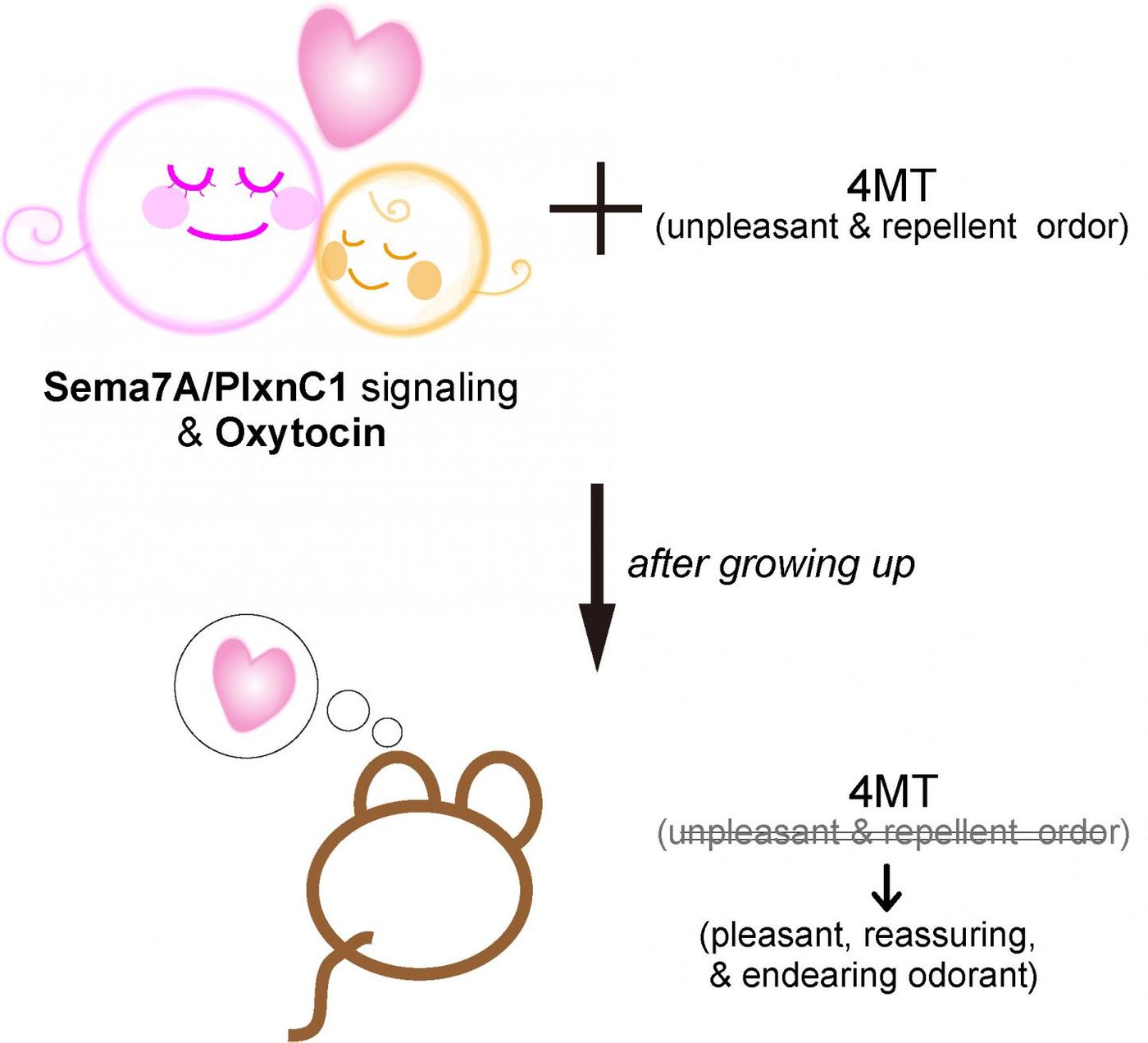 Olfactory or smell-based imprinting is known to affect adulthood odor perception and behavior, but how does this happen? Scientists from Japan have now uncovered the molecular mechanism underlying this phenomenon. / Credit: Hirofumi Nishizumi from University of Fukui