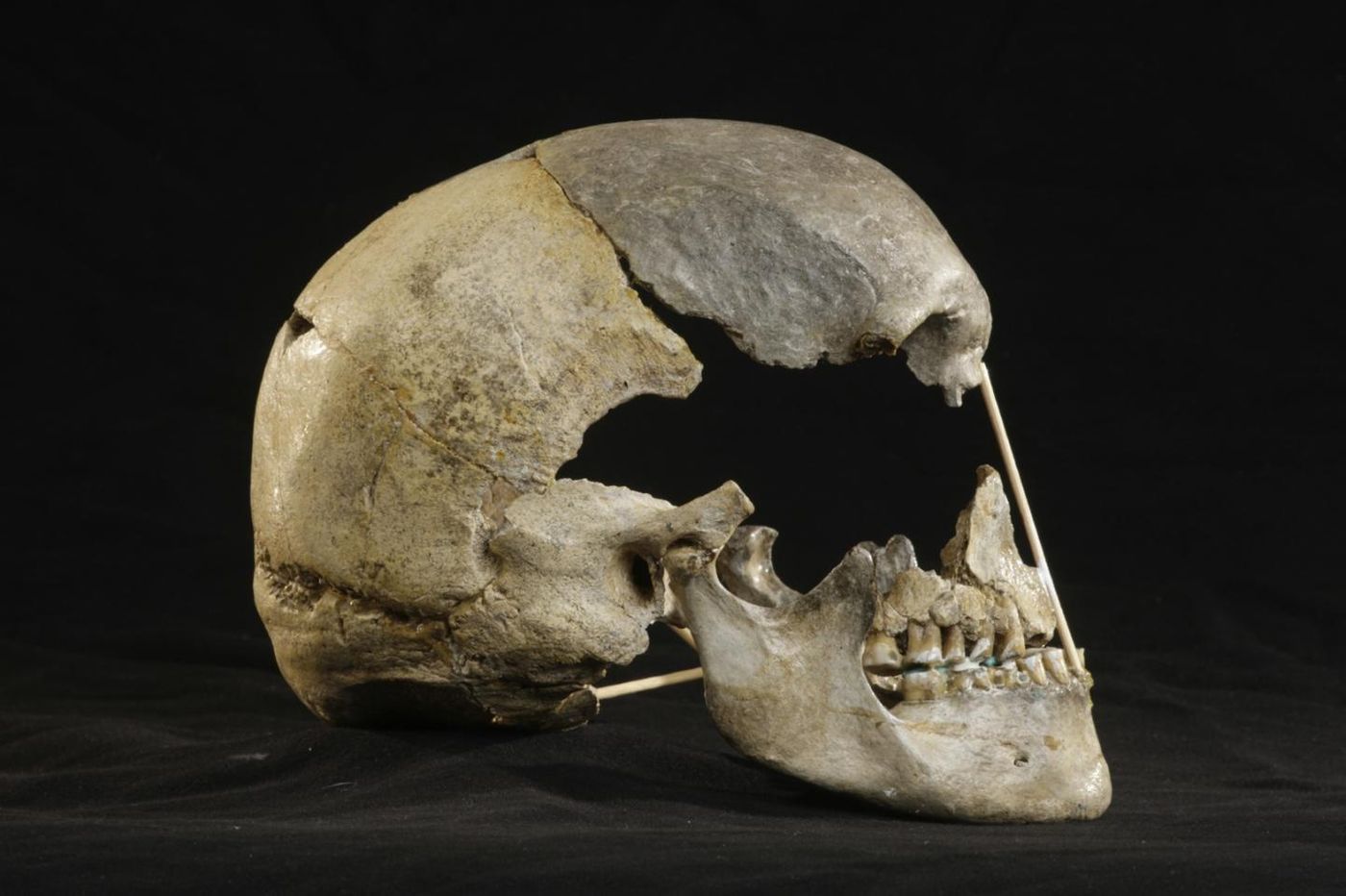 Lateral view of the mostly-complete skull of Zlatý kůň / Credit: Martin Frouz / ©Max Planck Society