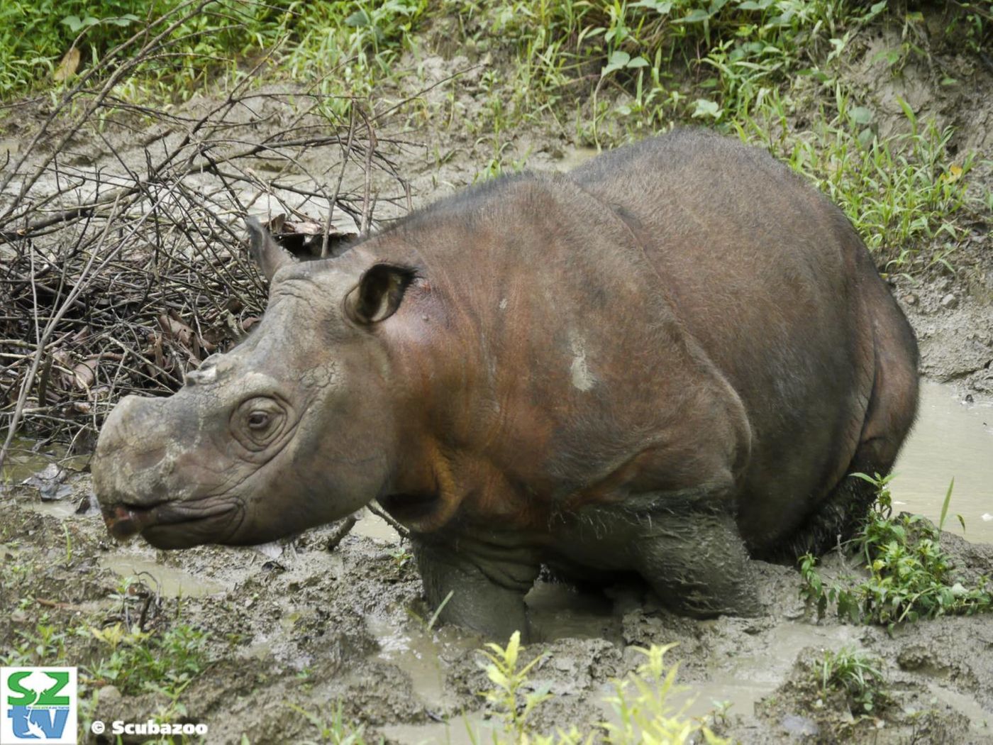 Kertam, a young male Sumatran rhinoceros from Borneo whose genome was sequenced for this study. / Credit: Scuba Zoo