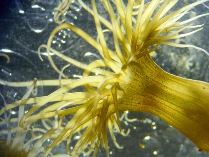 Exaiptasia diaphana, a symbiotic sea anemone / Credit: Natascha Bechtoldt