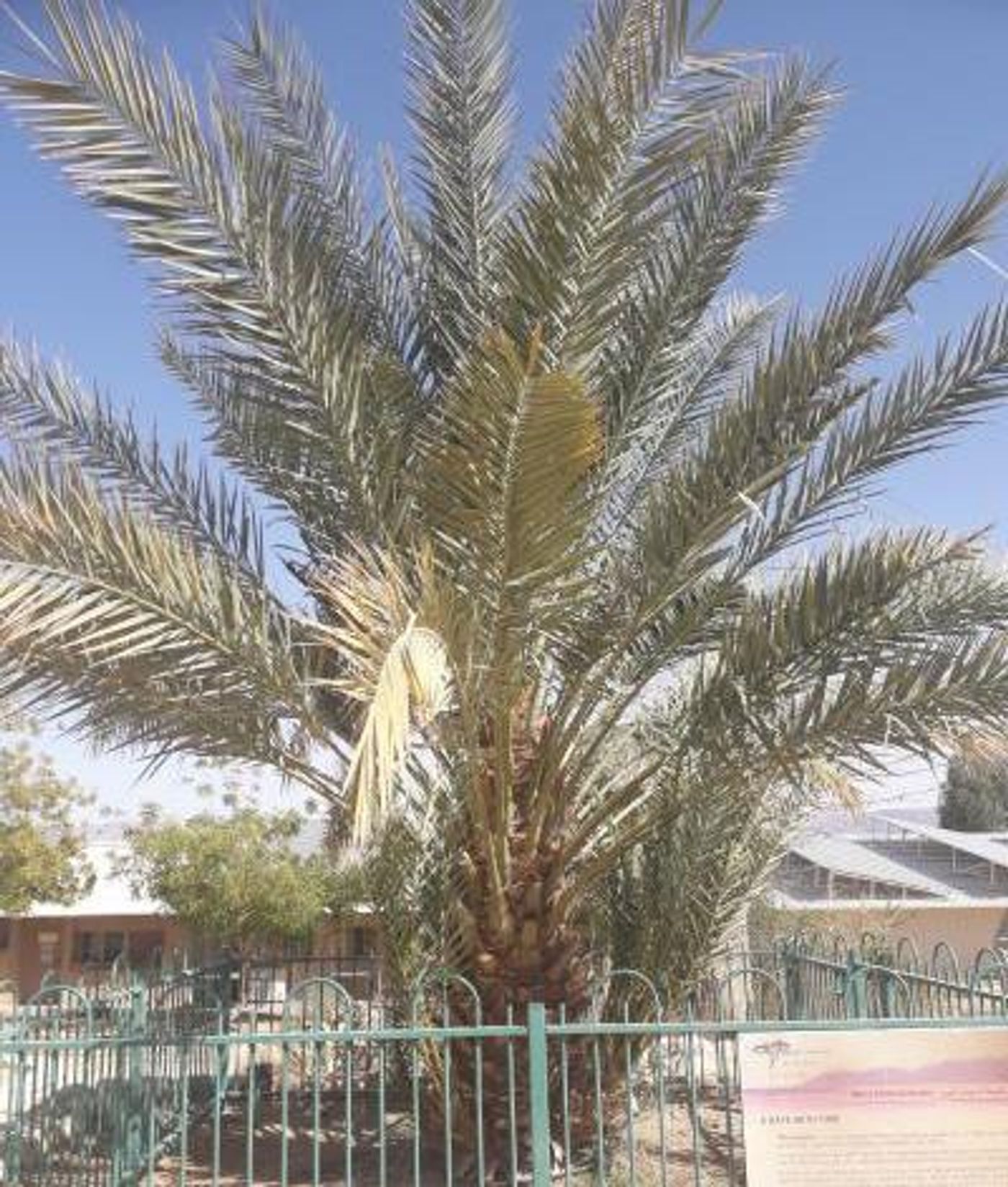 One of the date palms that was germinated from a 2,200 year old seed, now growing in Israel. / Credit: Sarah Sallon