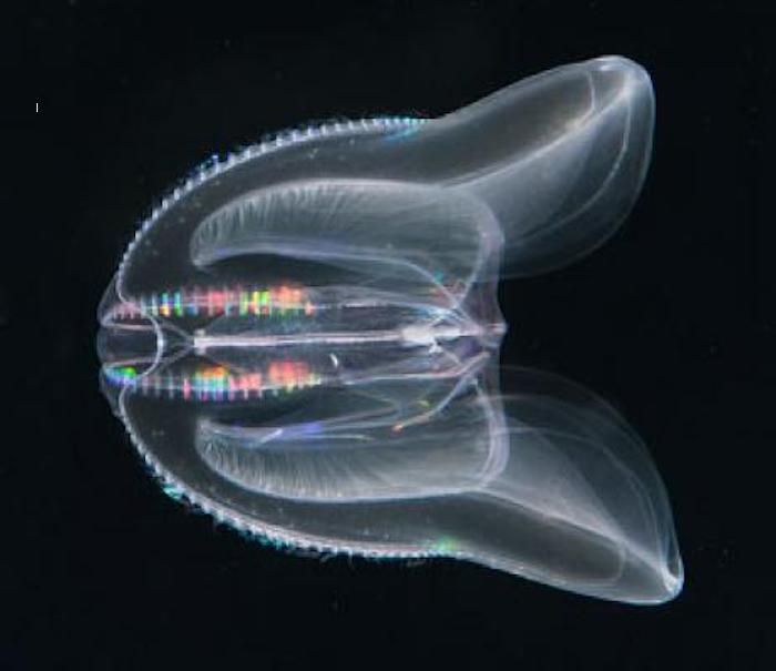The North American comb jellyfish <i>Mnemiopsis leidyi</i> has a simple structure with two large oral lobes for catching prey. Credit  Lars Johan Hansson