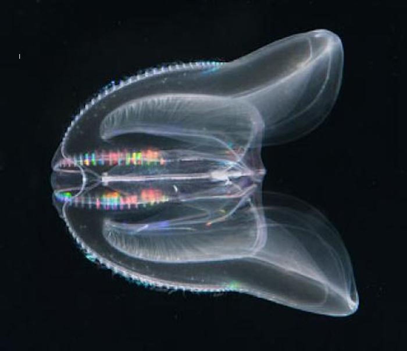 The North American comb jellyfish <i>Mnemiopsis leidyi</i> has a simple structure with two large oral lobes for catching prey. Credit  Lars Johan Hansson