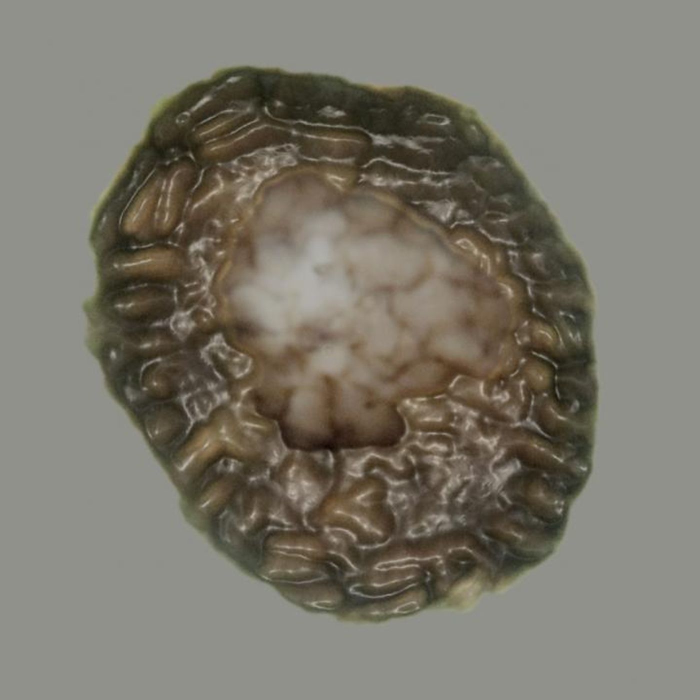 An image of Bicellum brasieri. It has an outer wall of sausage-shaped cells around an inner cell mass. The fossil suggests multicellular structures existed 400 million years earlier than we thought. / Credit: P.K. Strother
