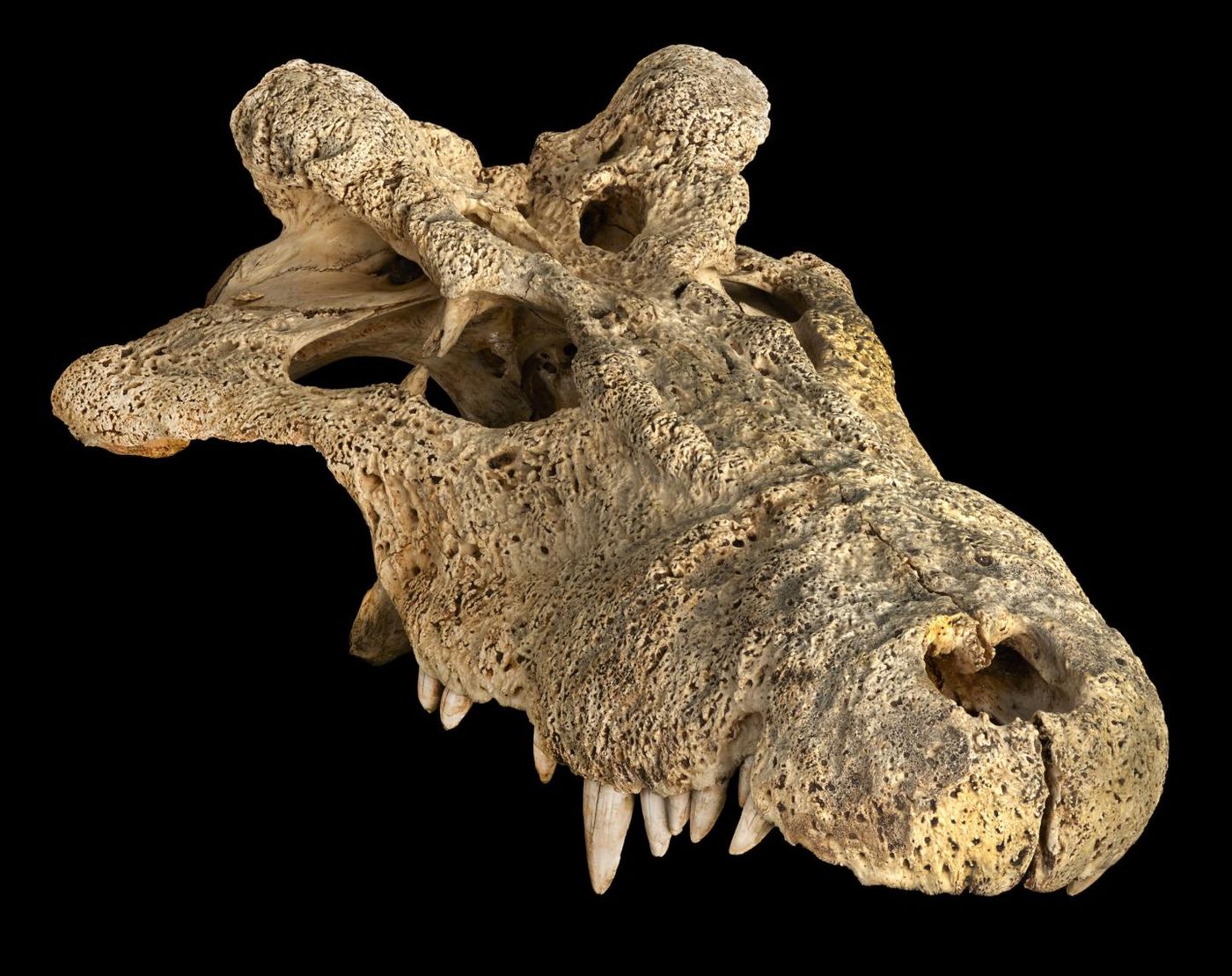 A skull of the extinct horned crocodile from Madagascar (Voay robustus), which is part of the American Museum of Natural History's paleontology collection. / Credit: M. Ellison/©AMNH