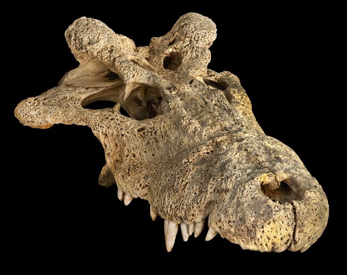 A skull of the extinct horned crocodile from Madagascar (Voay robustus), which is part of the American Museum of Natural History's paleontology collection. / Credit: M. Ellison/©AMNH