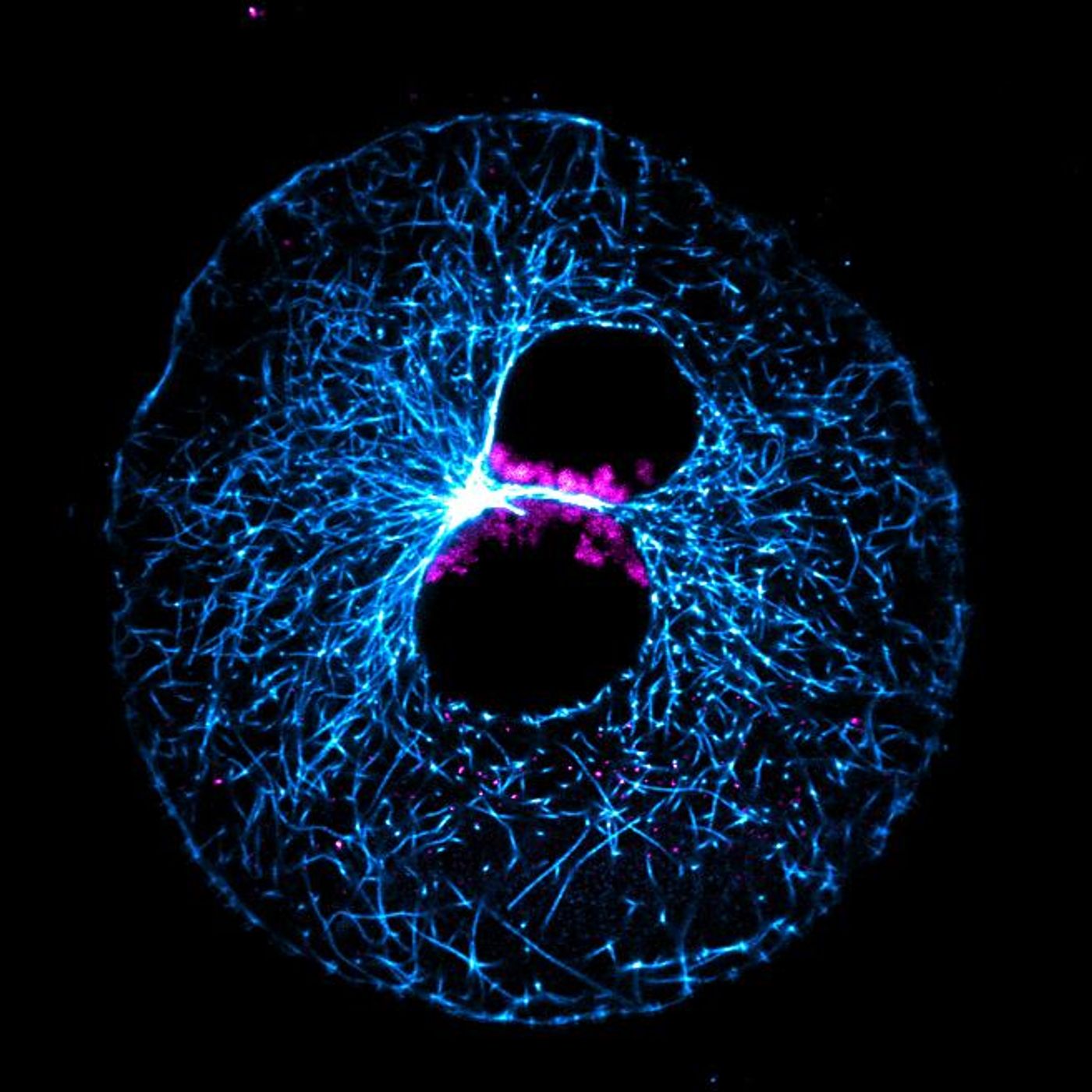 A super-resolution microscopy image of a bovine egg after fertilization, cytoskeleton in blue. Parental genomes are still in two separate pronuclei. Before unification, the magenta chromosomes cluster at the pronuclear interface / Credit: ©MPI for Biophysical Chemistry/ Tommaso Cavazza and Melina Schuh